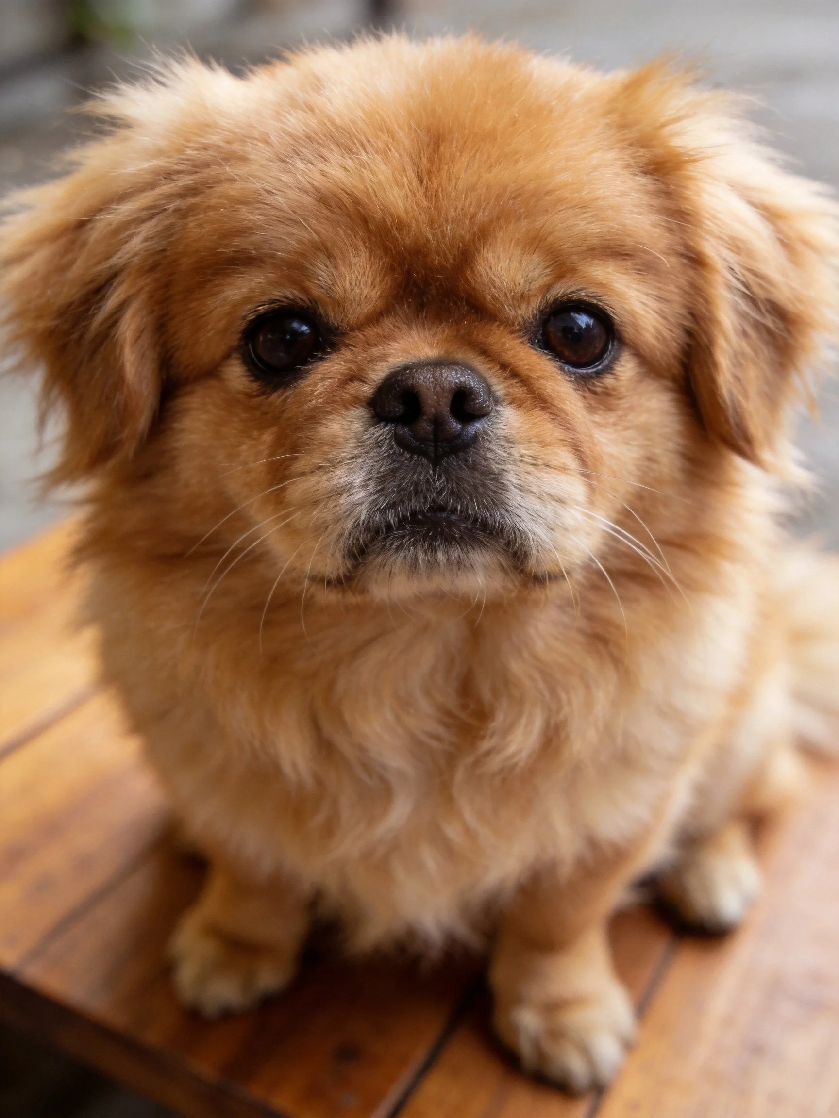 A small brown dog with fluffy fur sits on a wooden surface.