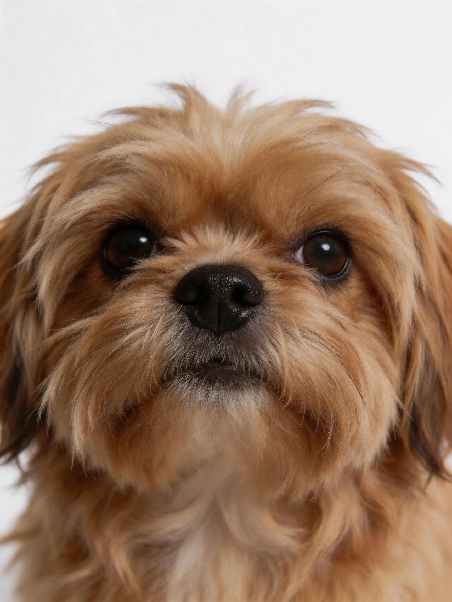 A small brown dog looks directly at the camera with large dark eyes.