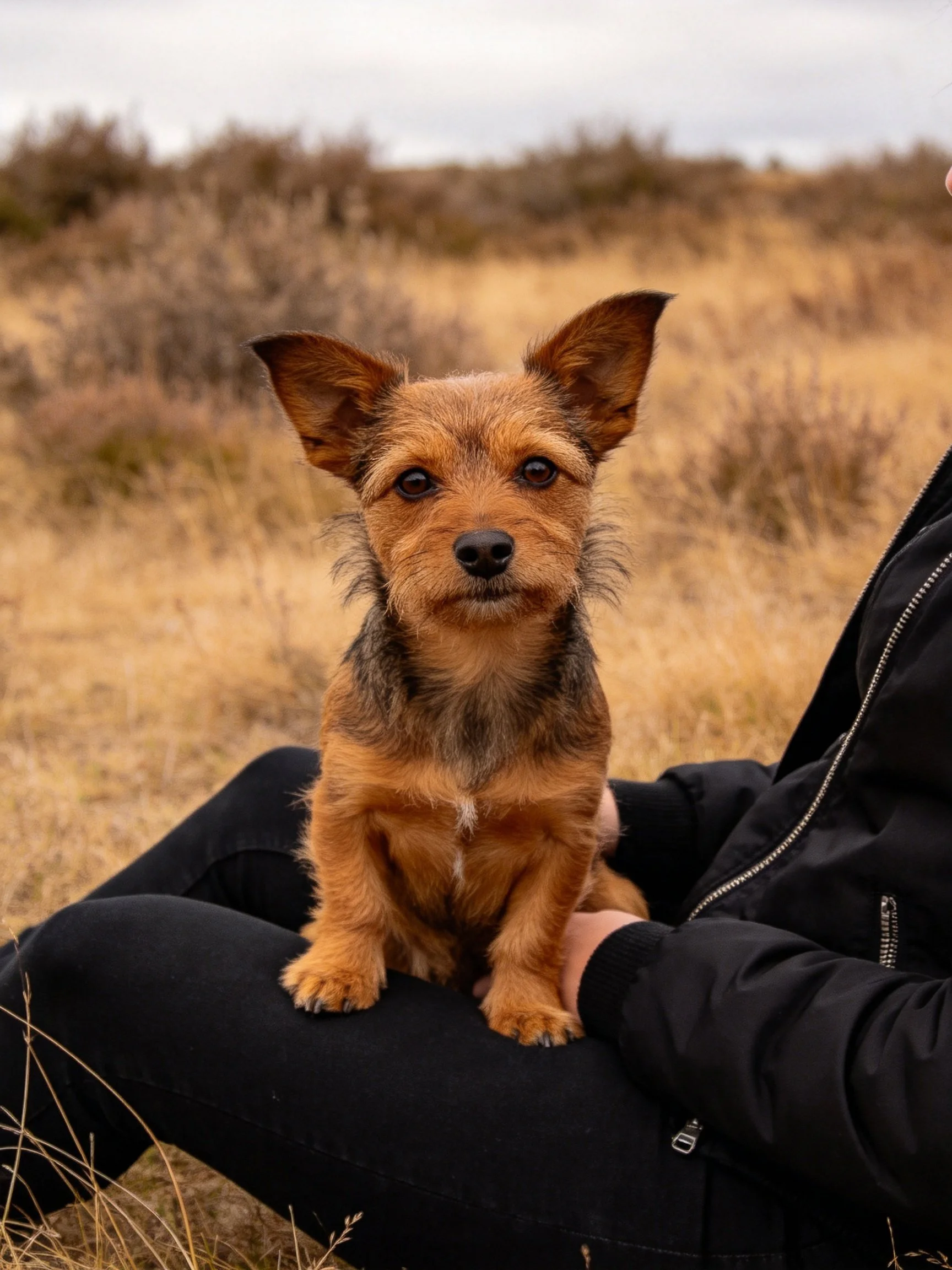 A small brown terrier sits on someone’s lap in a field of golden grass.