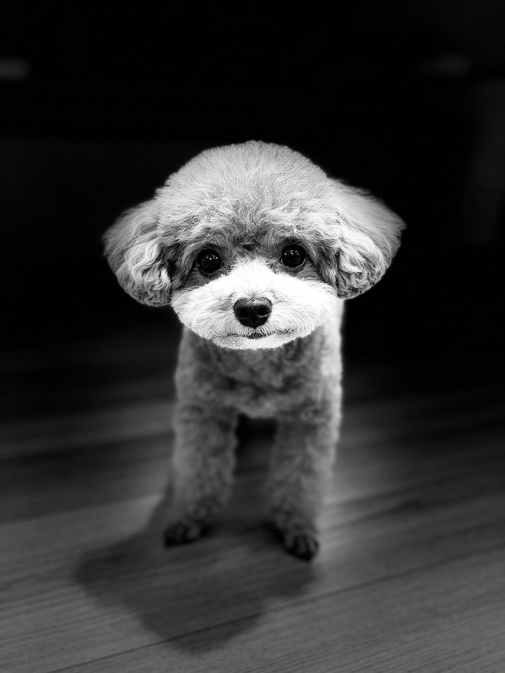 A small dog with curly fur stands on a wooden floor against a dark background.