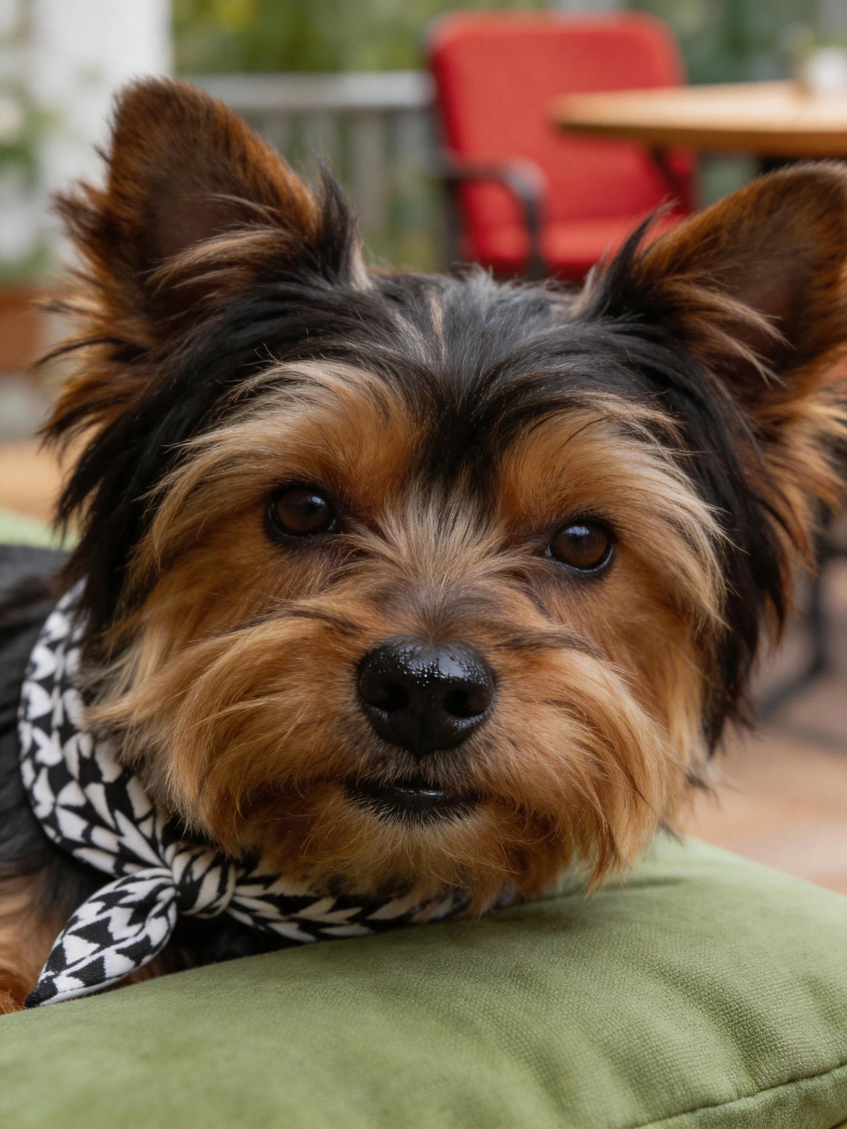 A small dog with brown and black fur rests near a red chair
