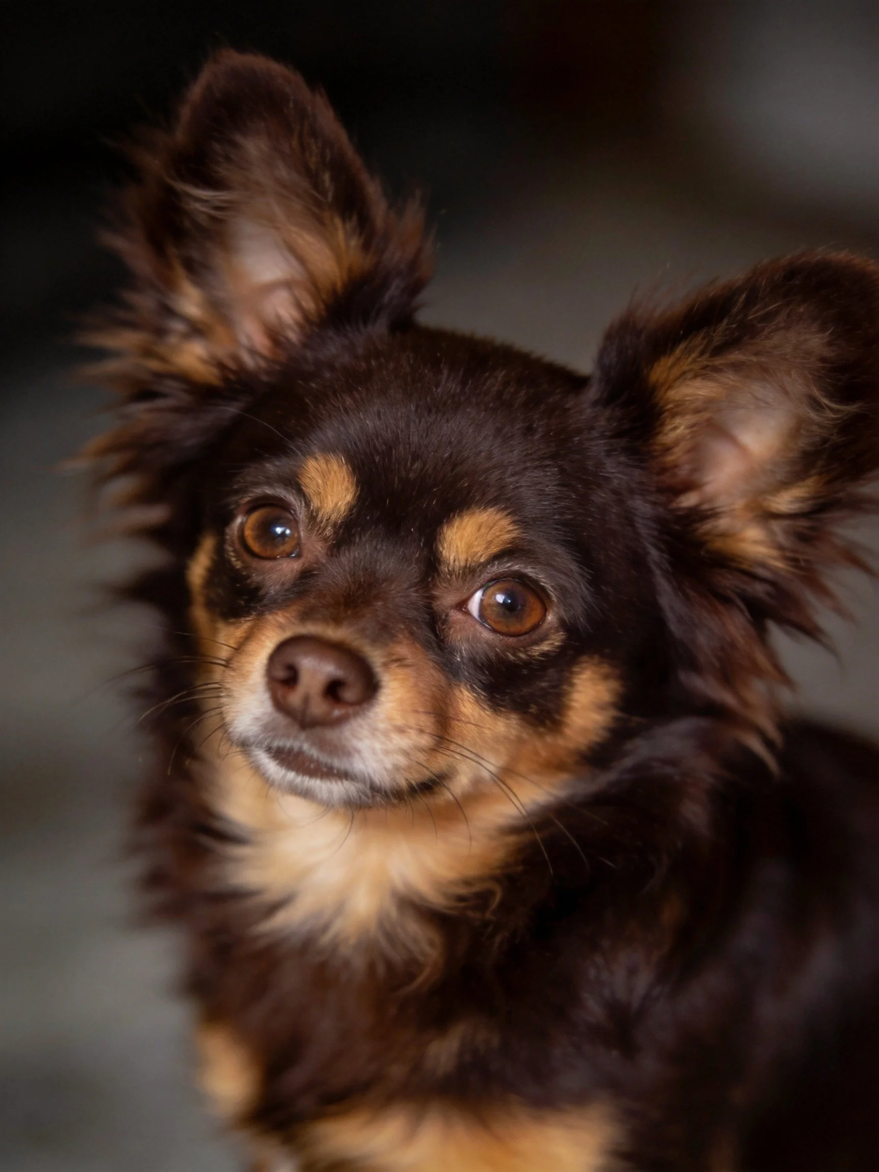 A small dog with dark brown and tan fur looks directly at the viewer.