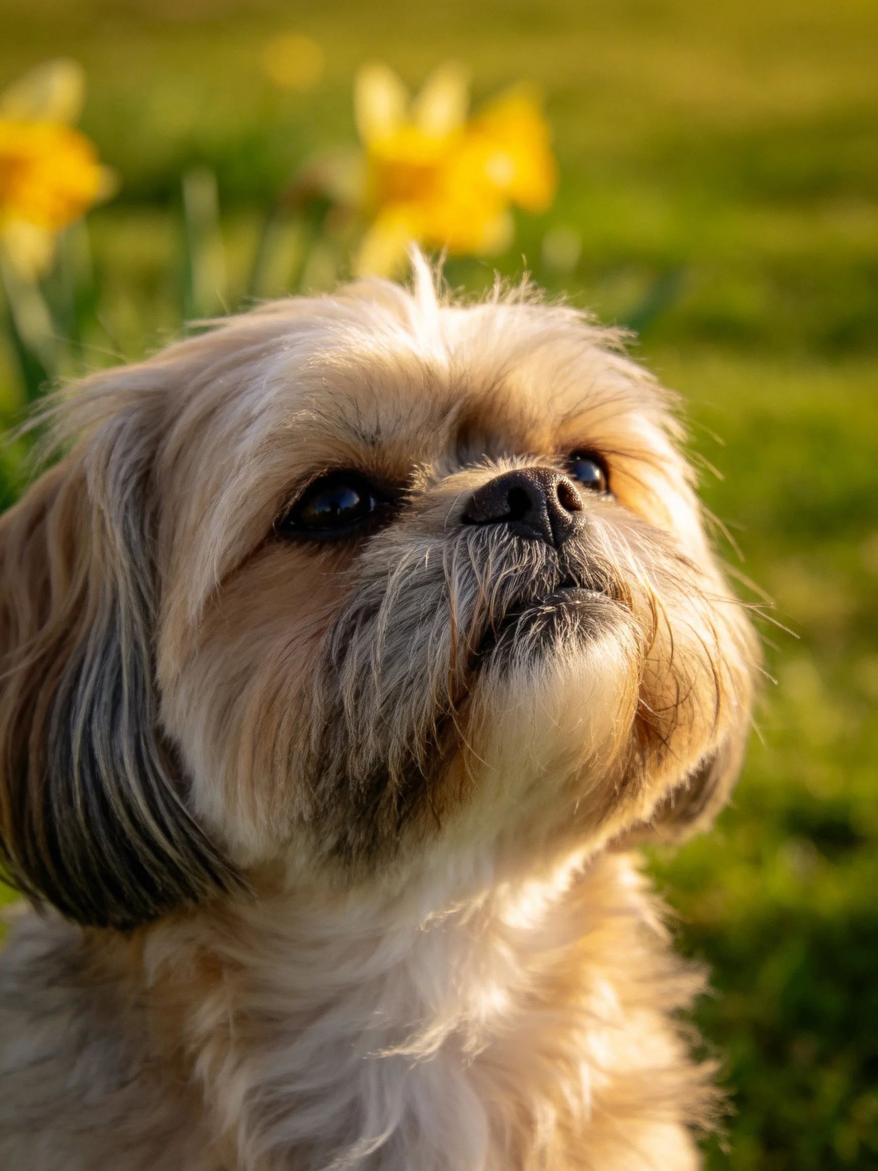A small dog with light brown and white fur is near yellow flowers in a sunlit outdoor area.