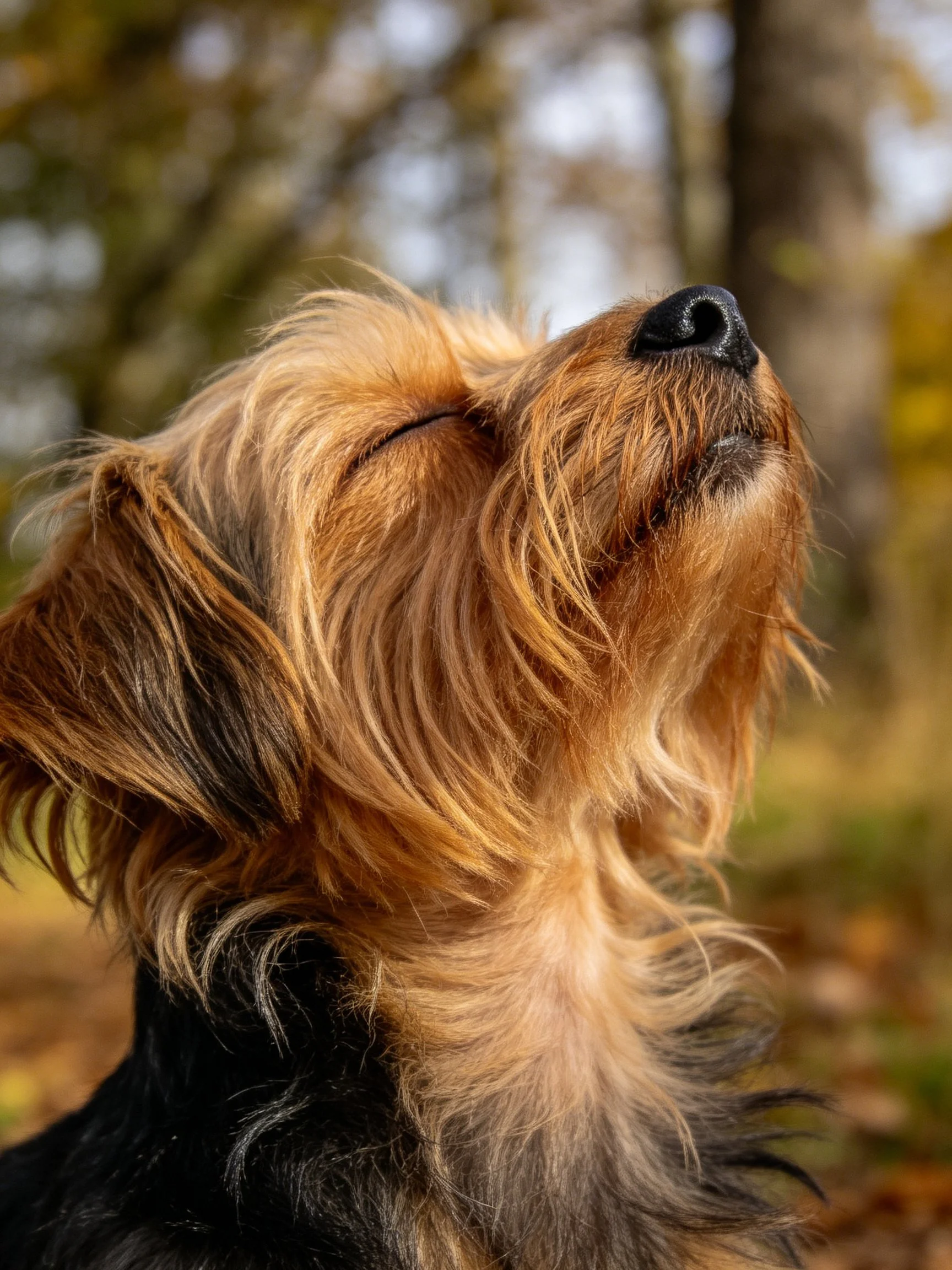 A small dog with long brown and black fur relaxes in a wooded area