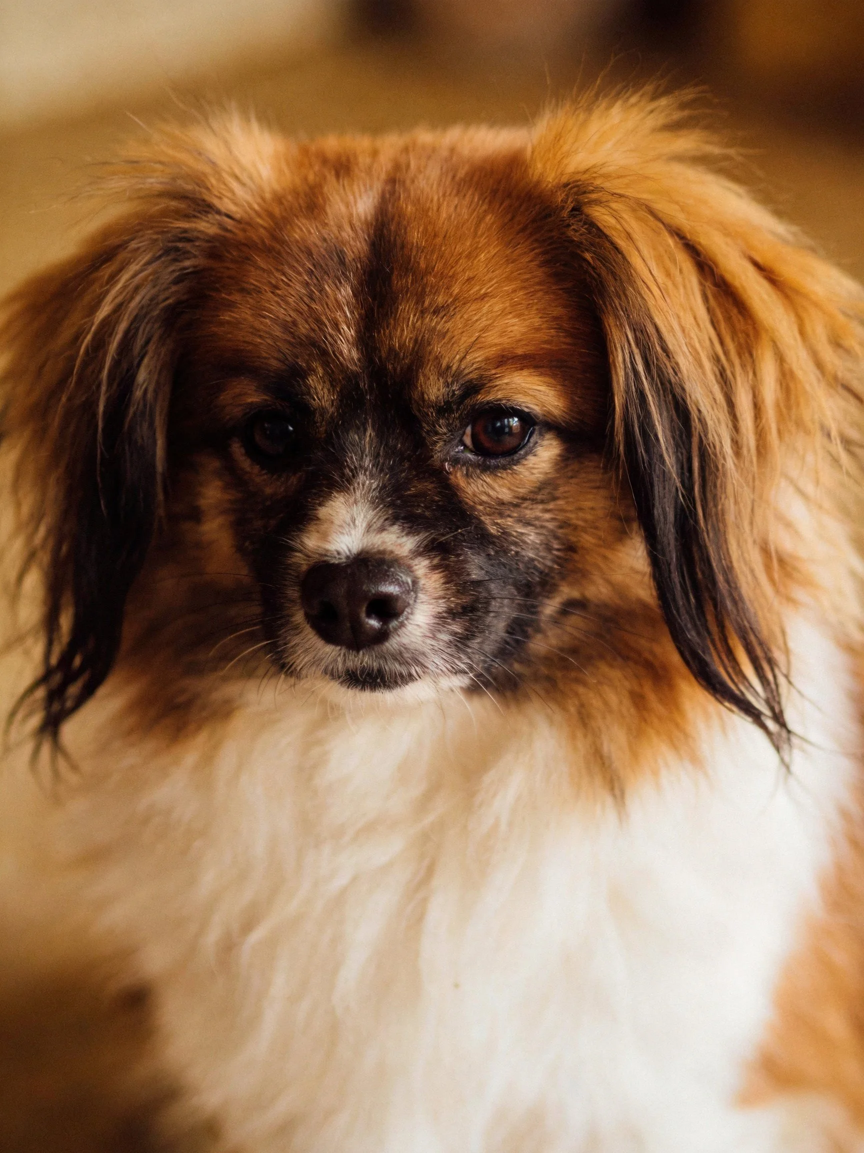 A small dog with brown and white fur looks directly at the viewer.