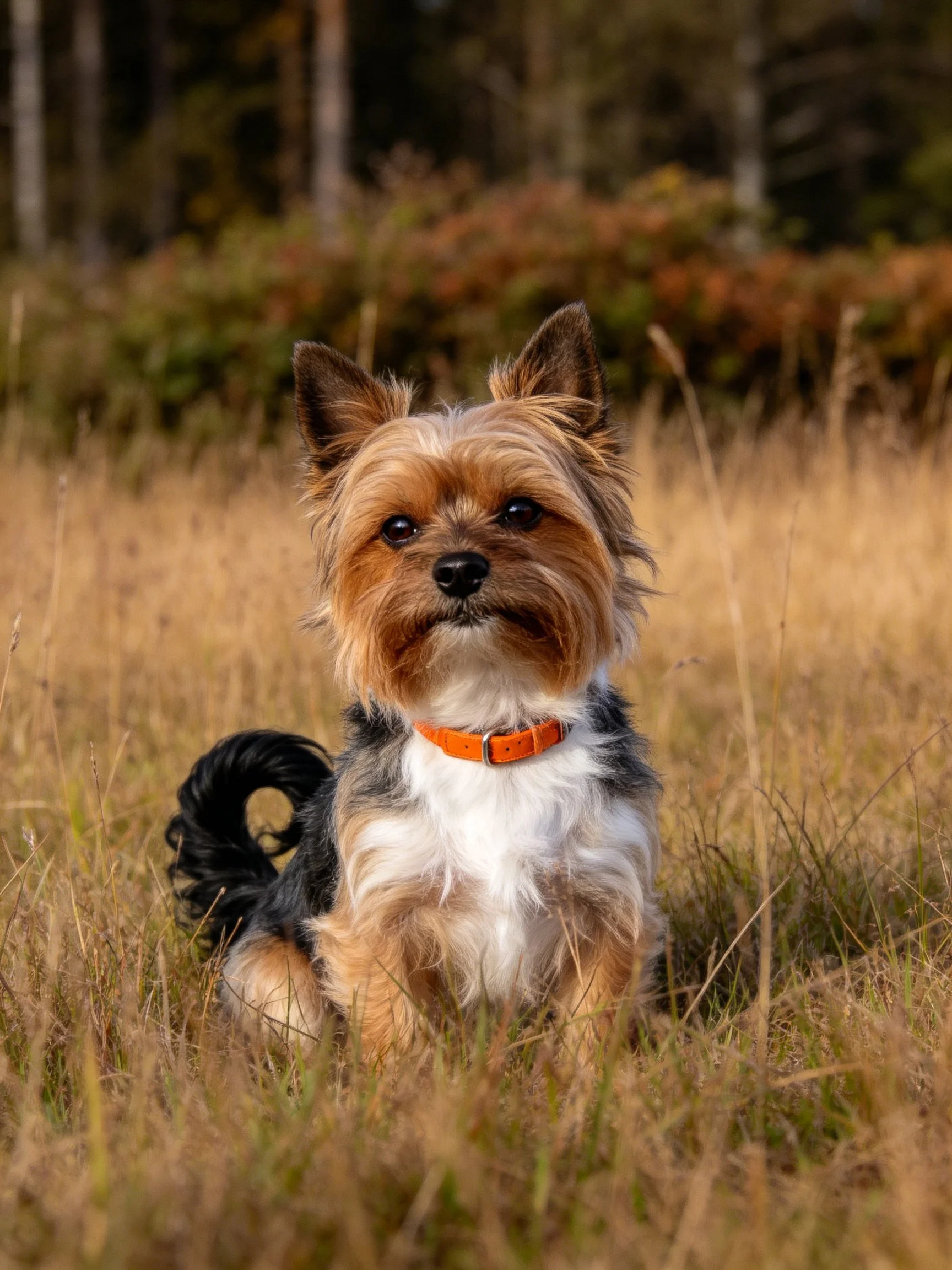 A small dog with an orange collar rests in golden grass near trees.