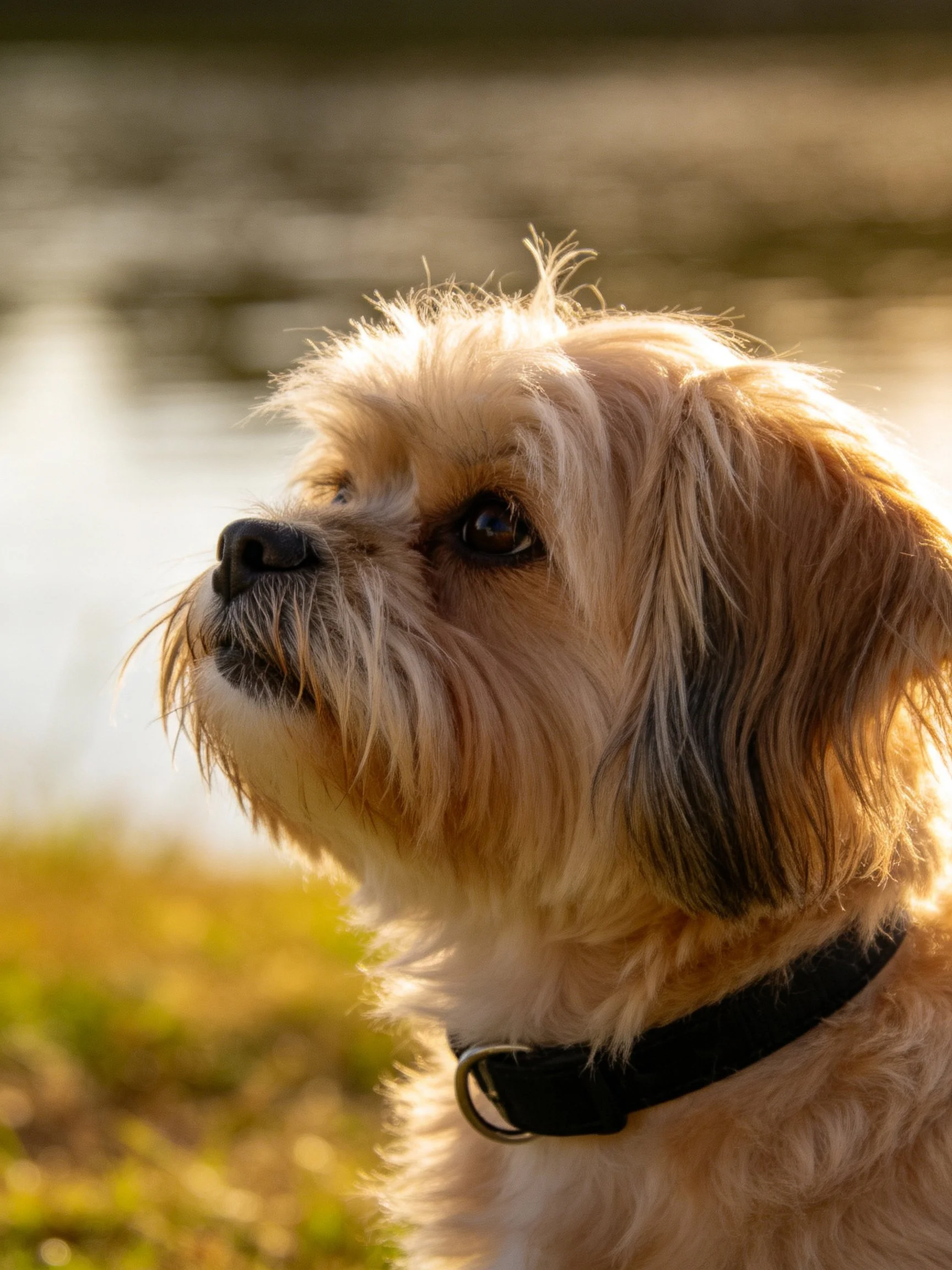 A small fluffy dog with light brown fur gazes toward a calm body of water.