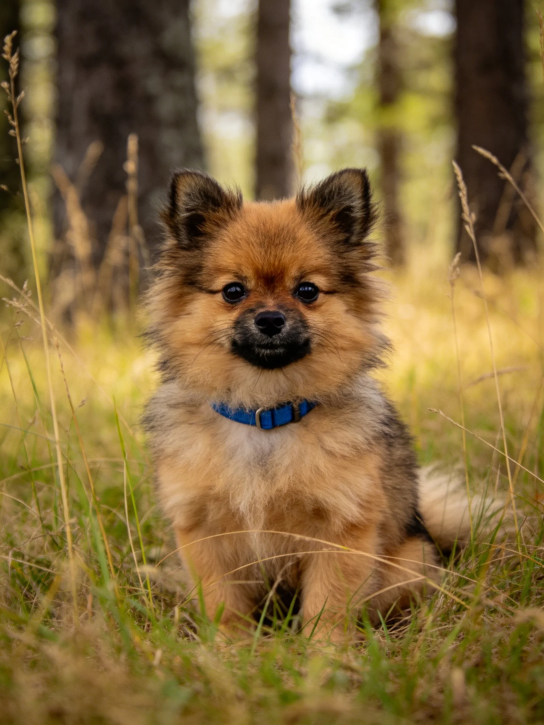 A small fluffy dog with a blue collar sits peacefully in a sunlit forest.