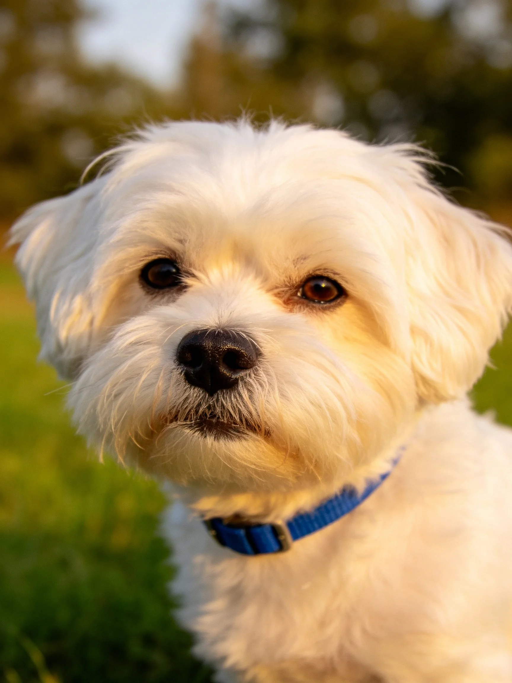 A small white dog with a blue collar is outdoors in a sunlit environment.