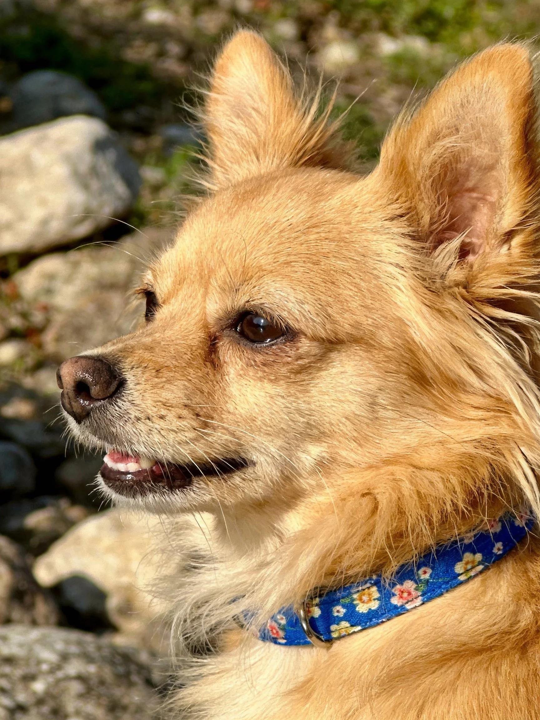 Golden dog with blue collar stands outdoors among rocks.