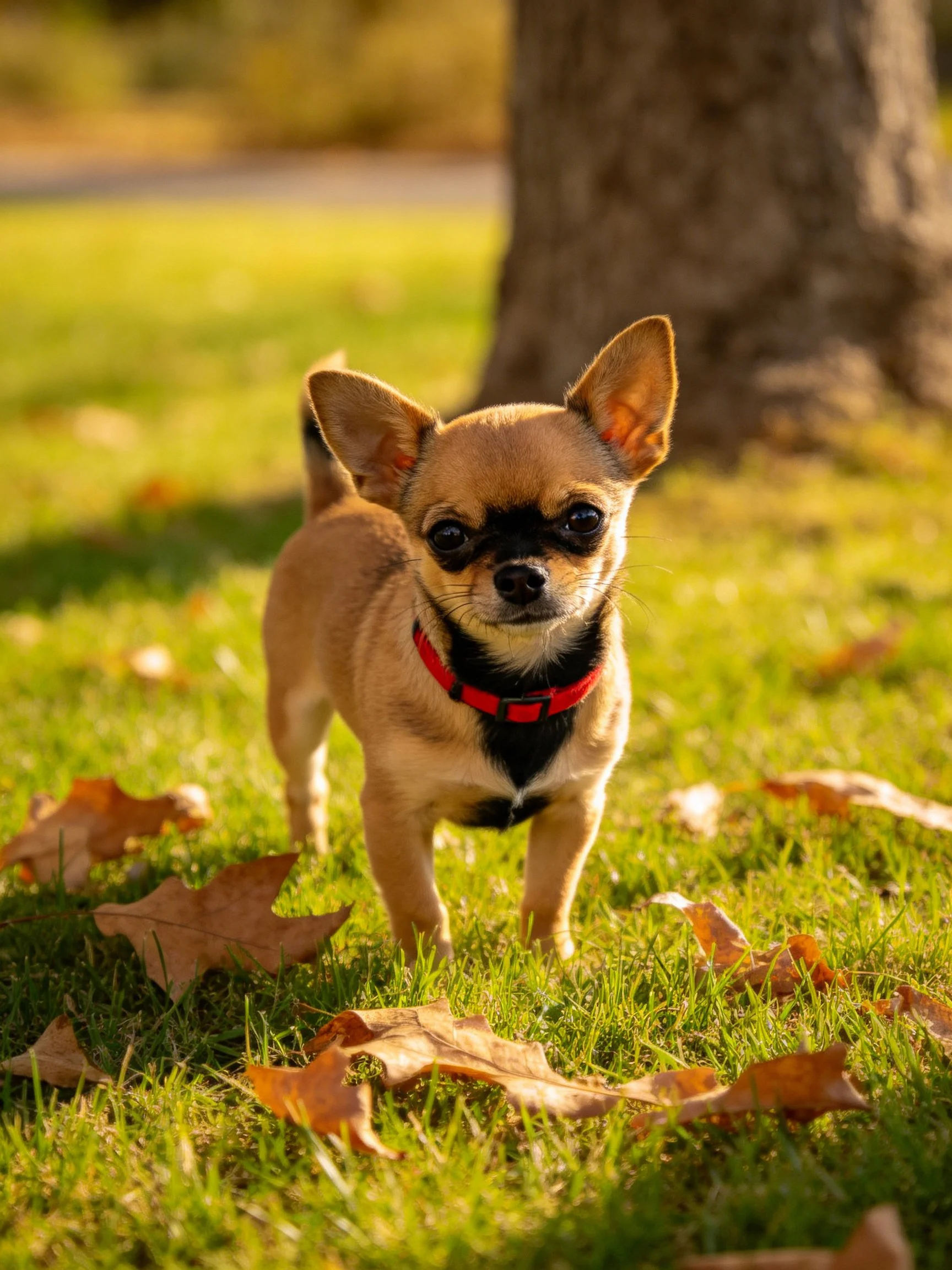 A small tan Chihuahua stands on sunlit grass surrounded by fallen leaves.