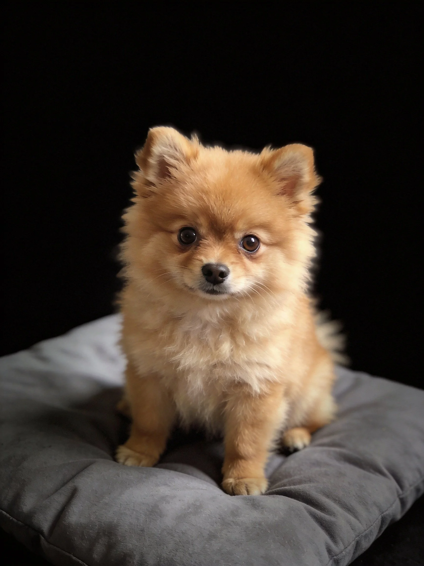 A small tan Pomeranian sits calmly on a gray cushion against a black background.