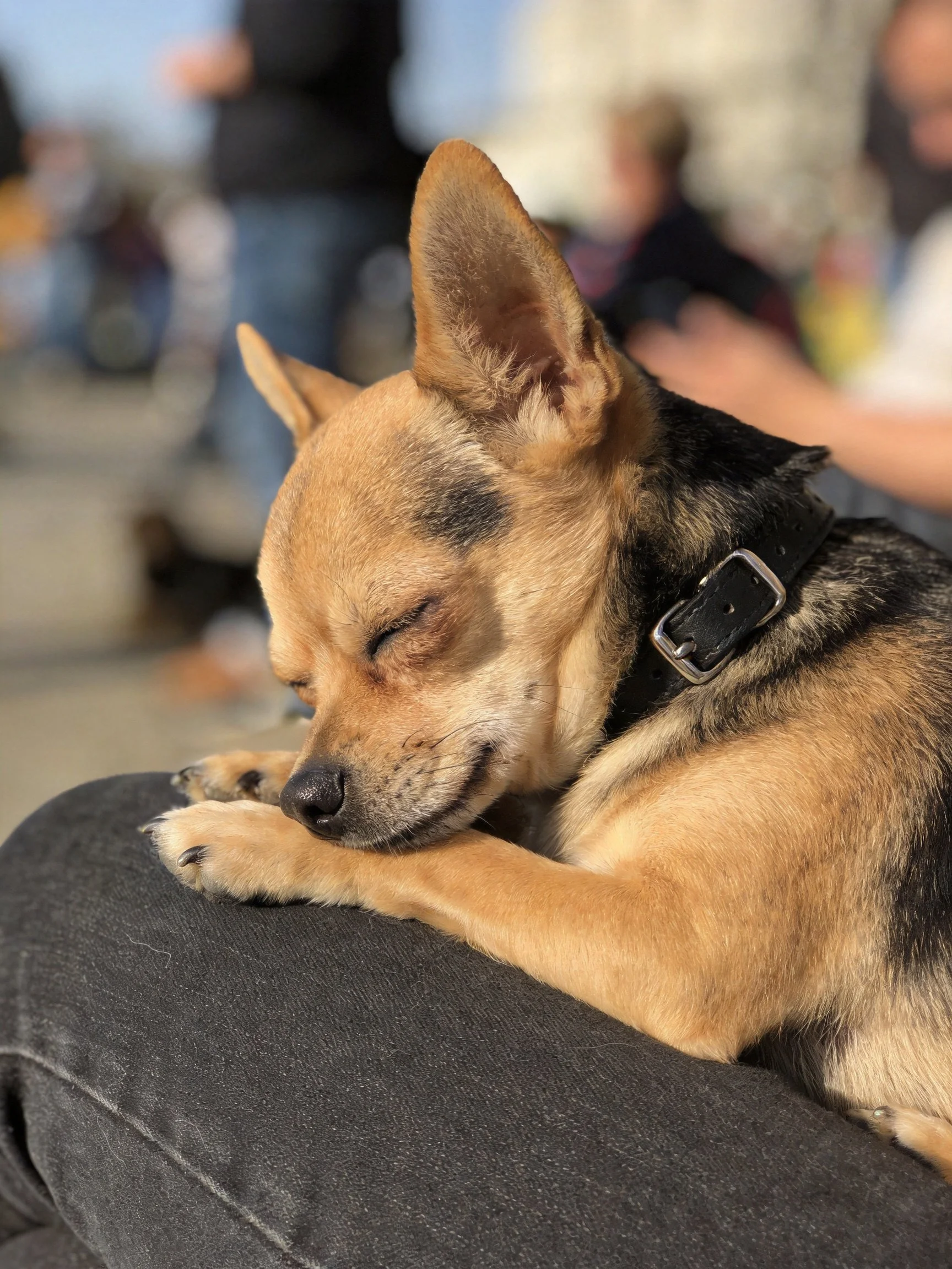 A small tan and black dog naps on a persons lap in an outdoor setting