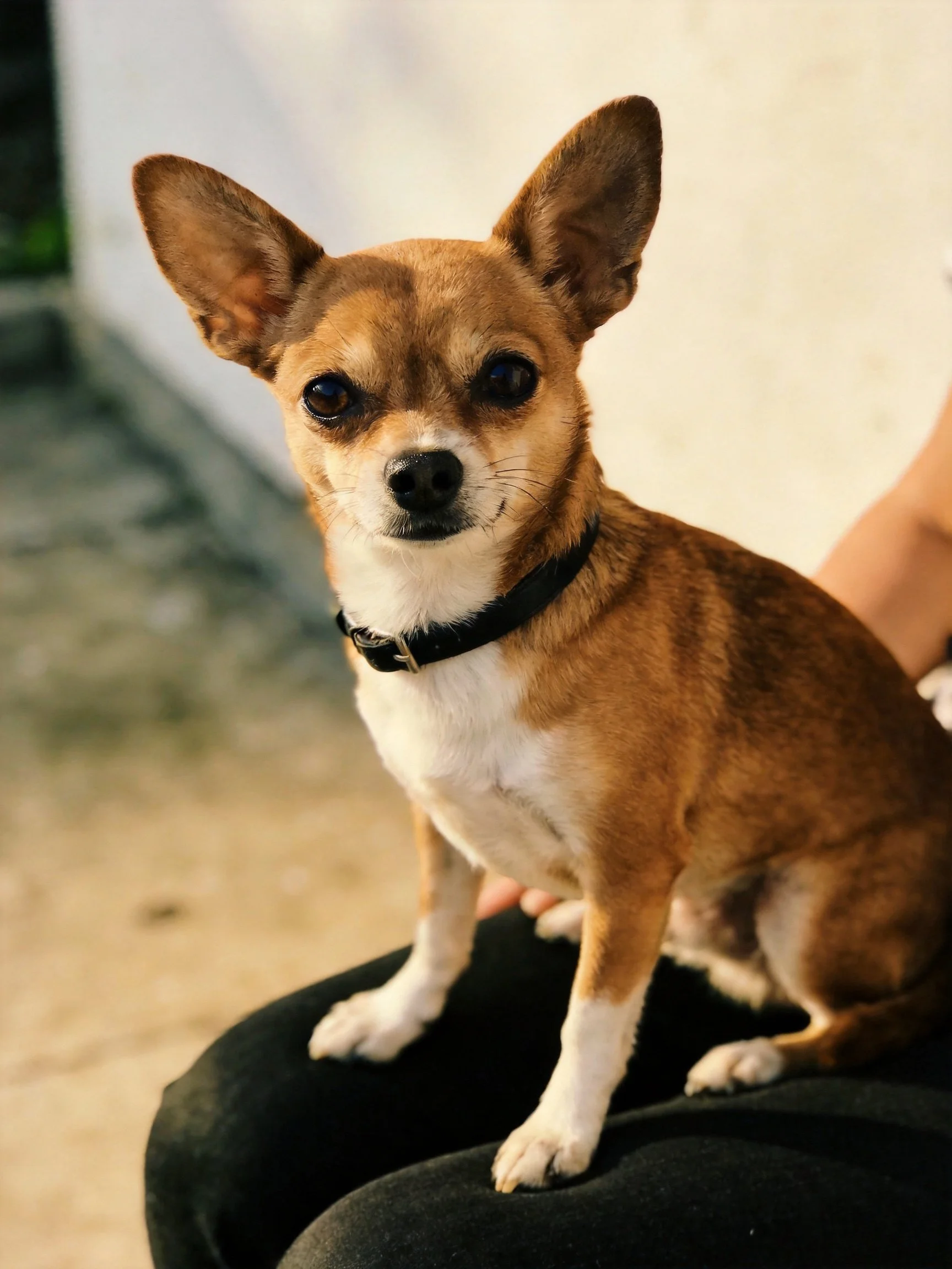 A small tan and white dog sits calmly on a person’s lap.