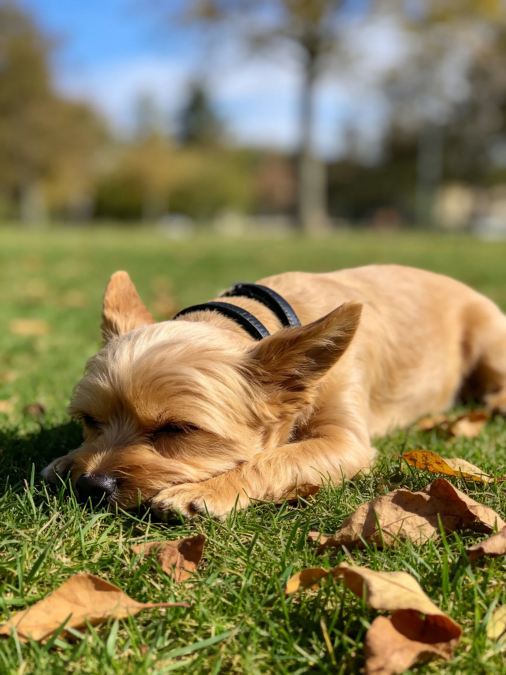 A small tan dog lies on grass surrounded by autumn leaves.