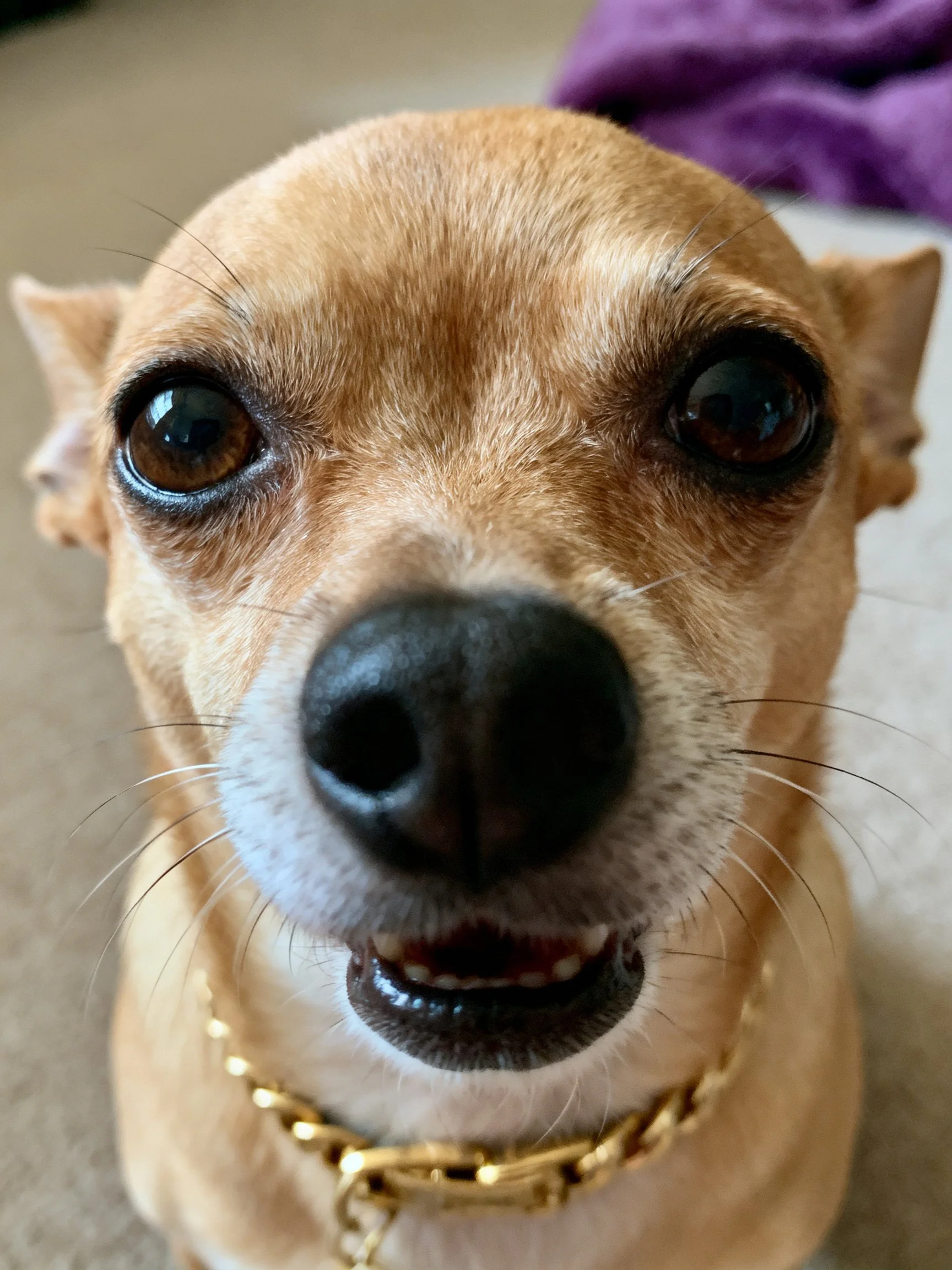 A close - up of a small tan dog with large dark eyes wearing a gold chain collar.