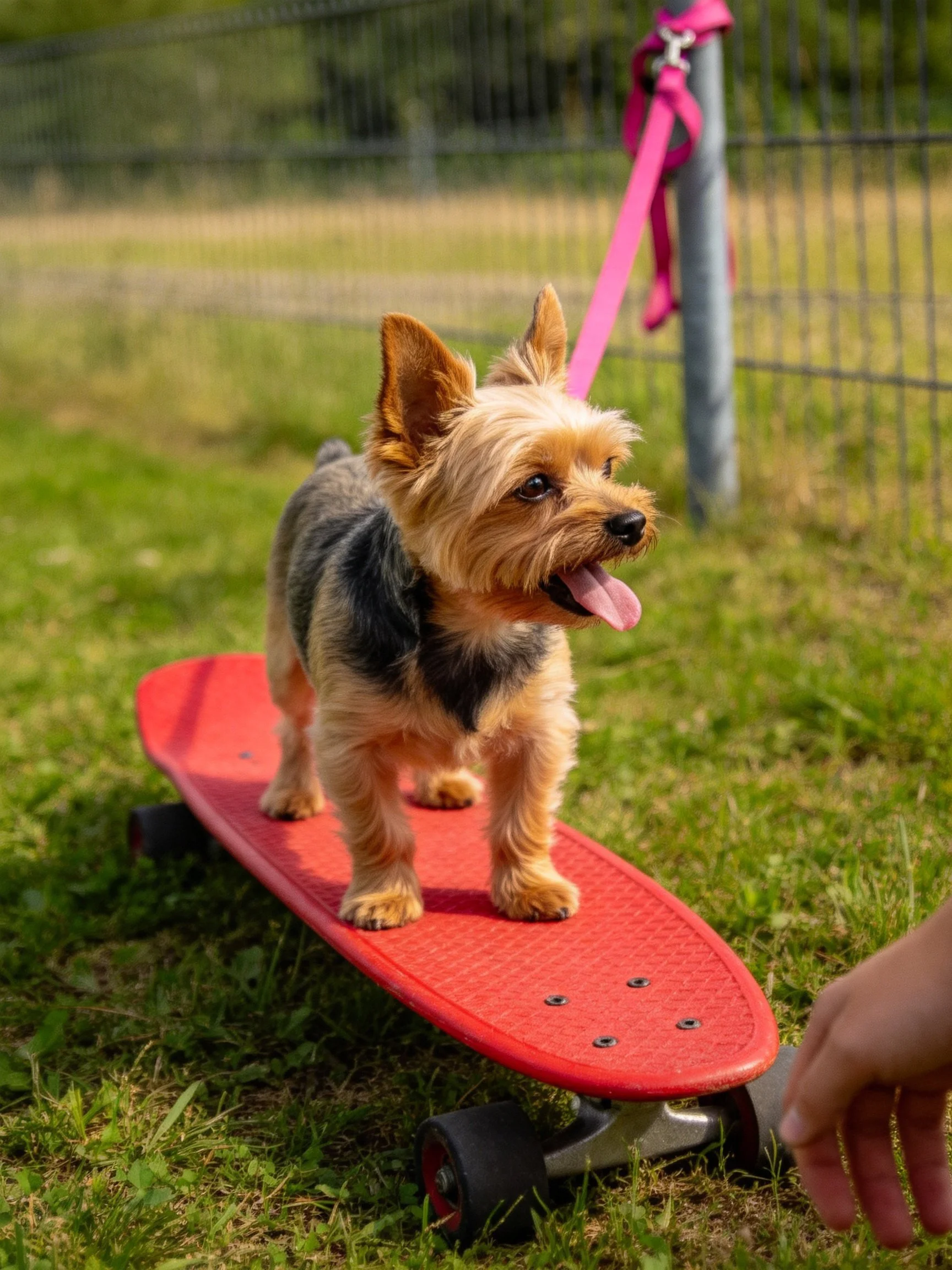 A small dog balances on a red skateboard in an outdoor setting