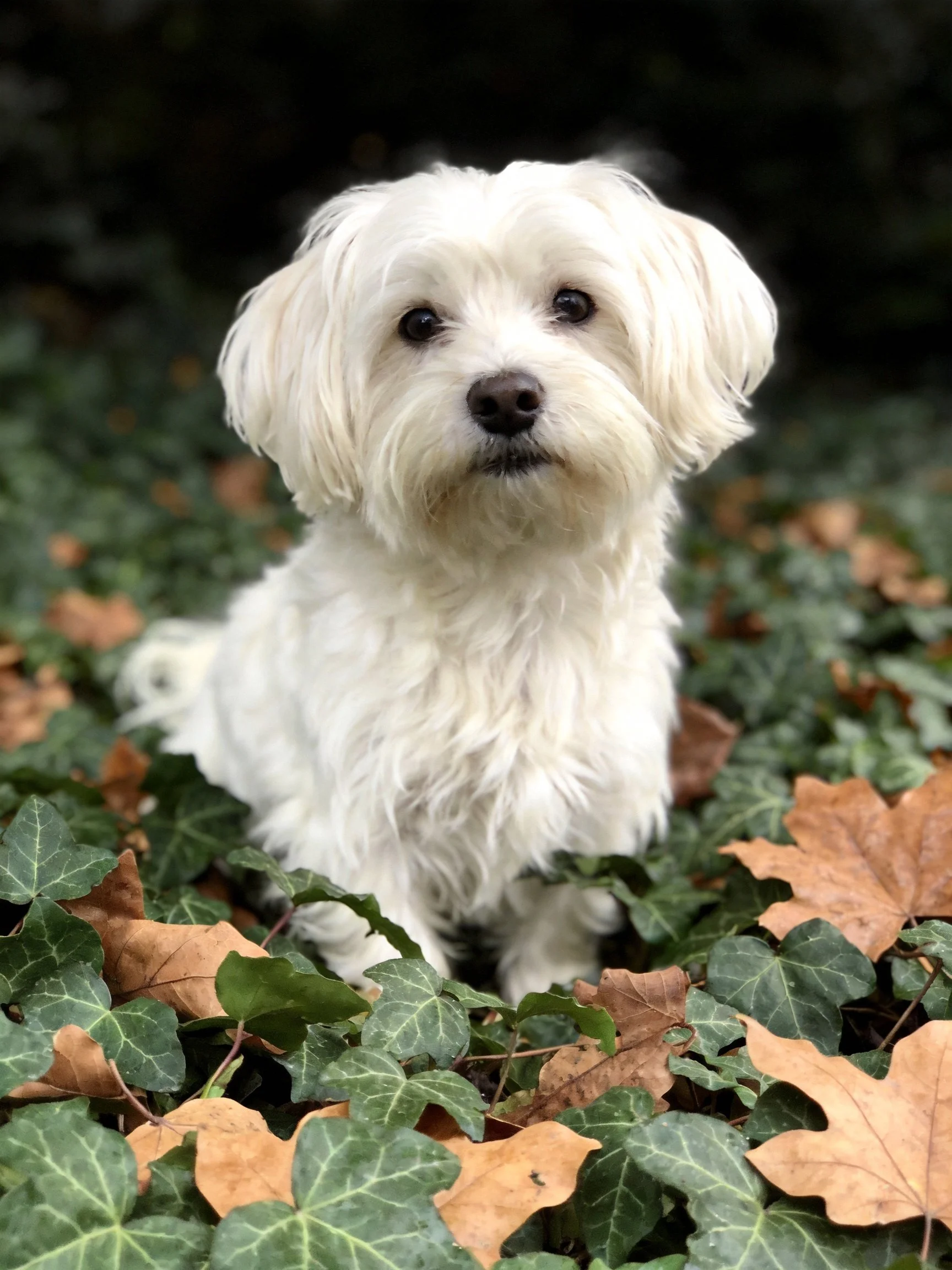 A small white dog sits among green and brown foliage outdoors.