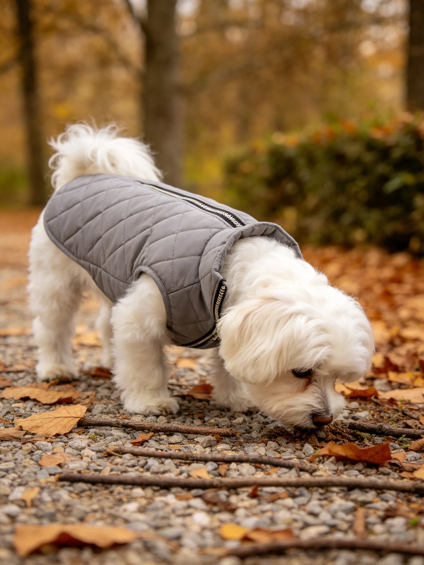 A small white dog in a gray coat sniffs at an autumn leaf-covered path.