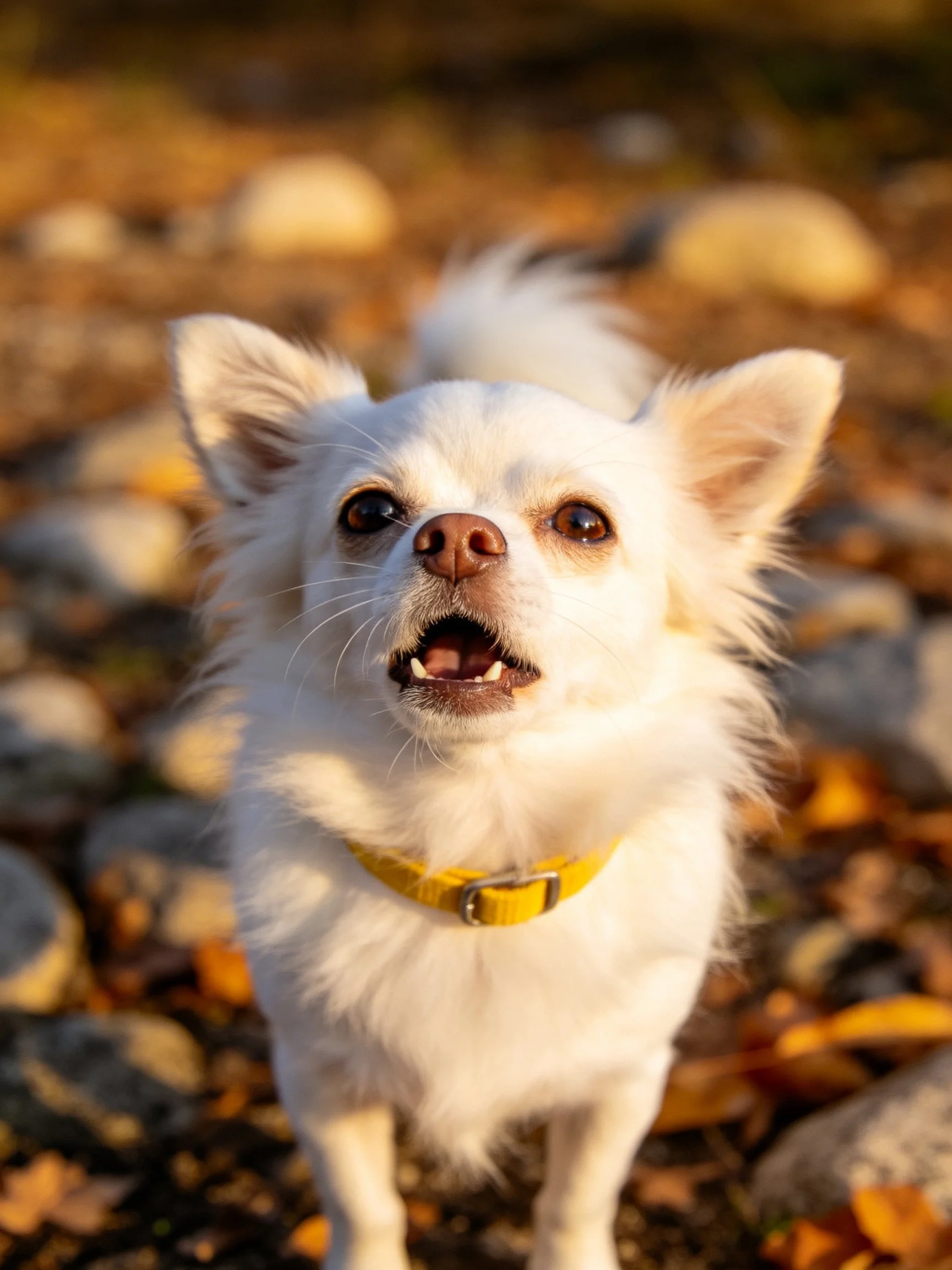 A small white dog stands among autumn foliage and rocks.