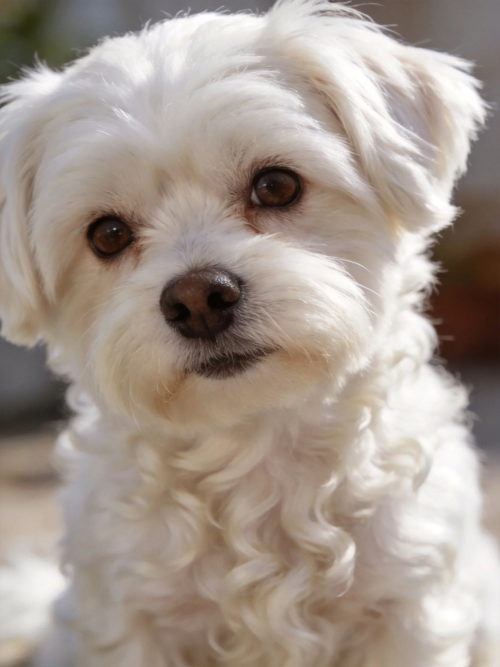 A small white dog with curly, fluffy fur and dark eyes