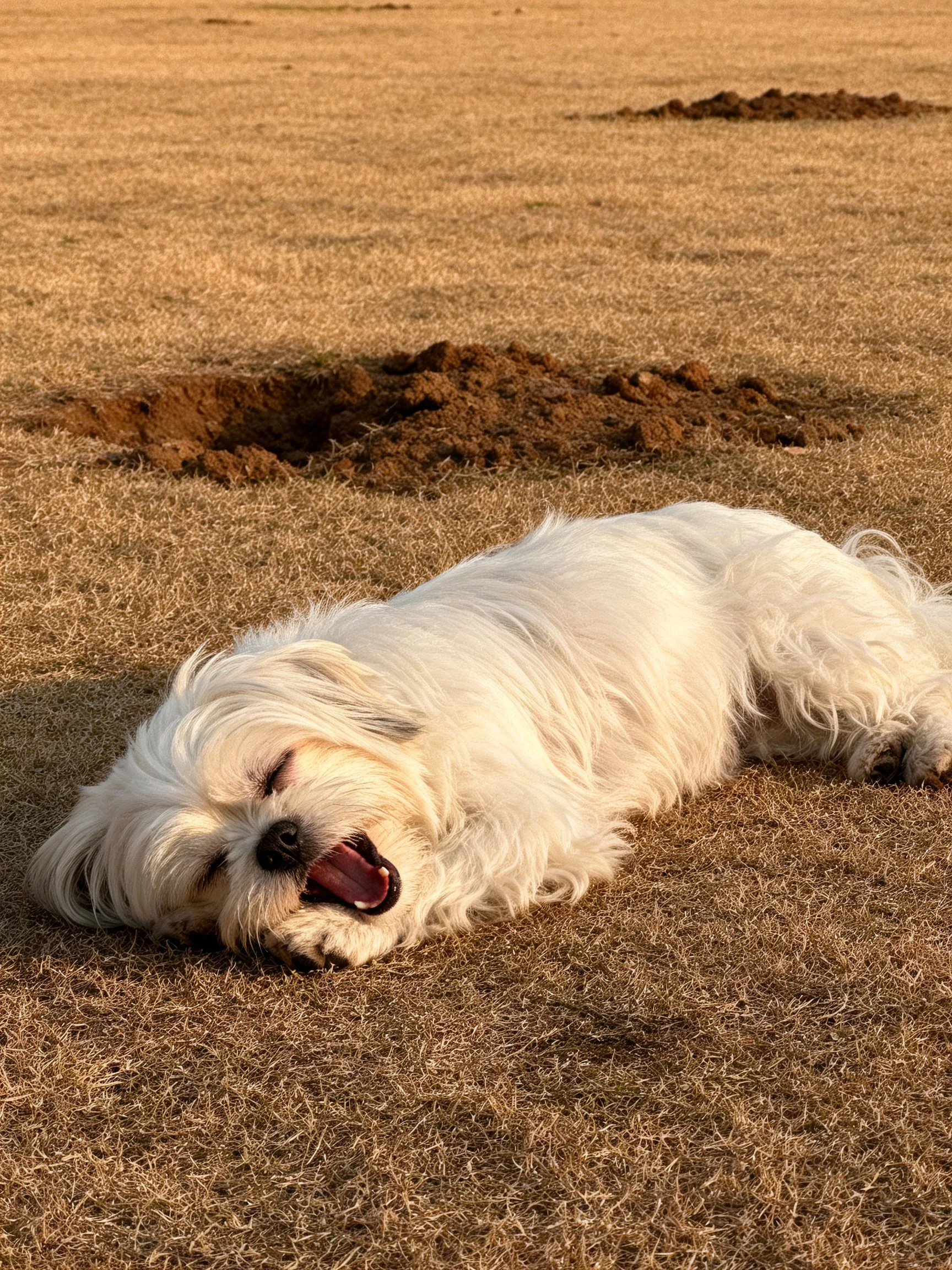 A small white dog rests on dry grass near dirt piles