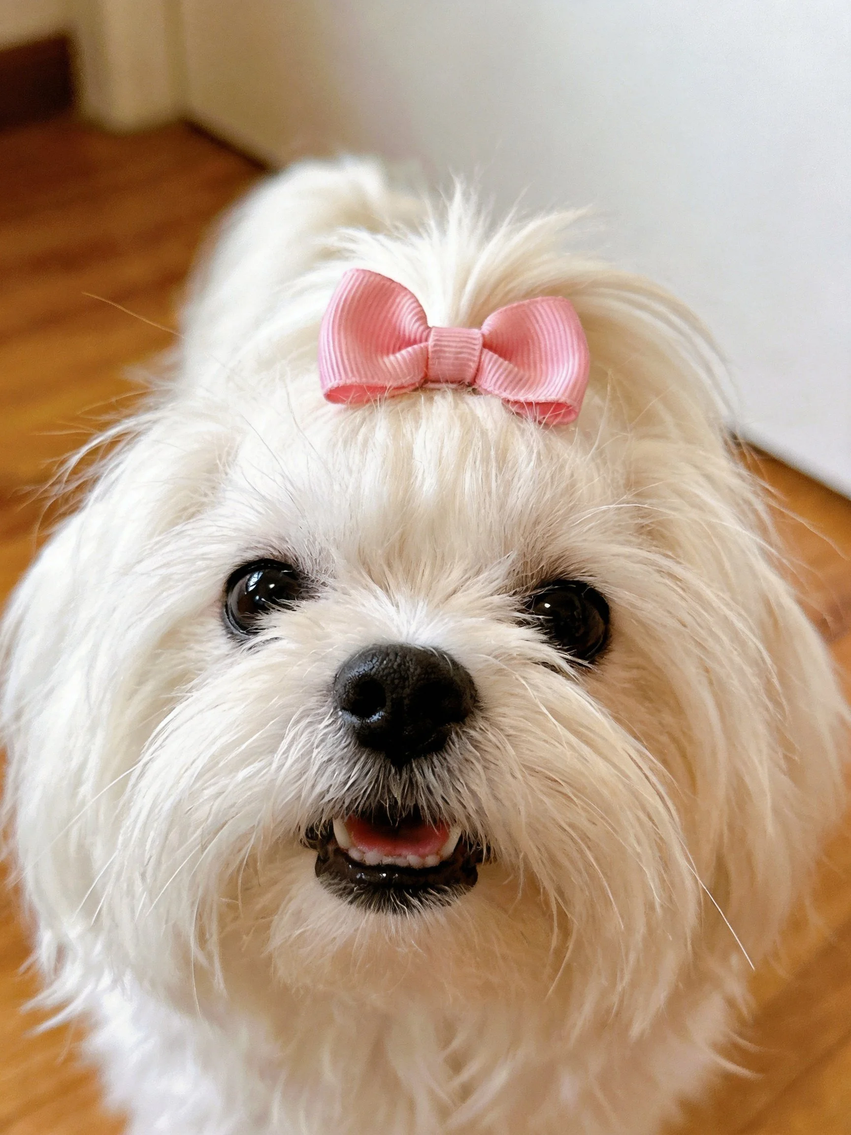 A small white dog with a pink bow looks upward.
