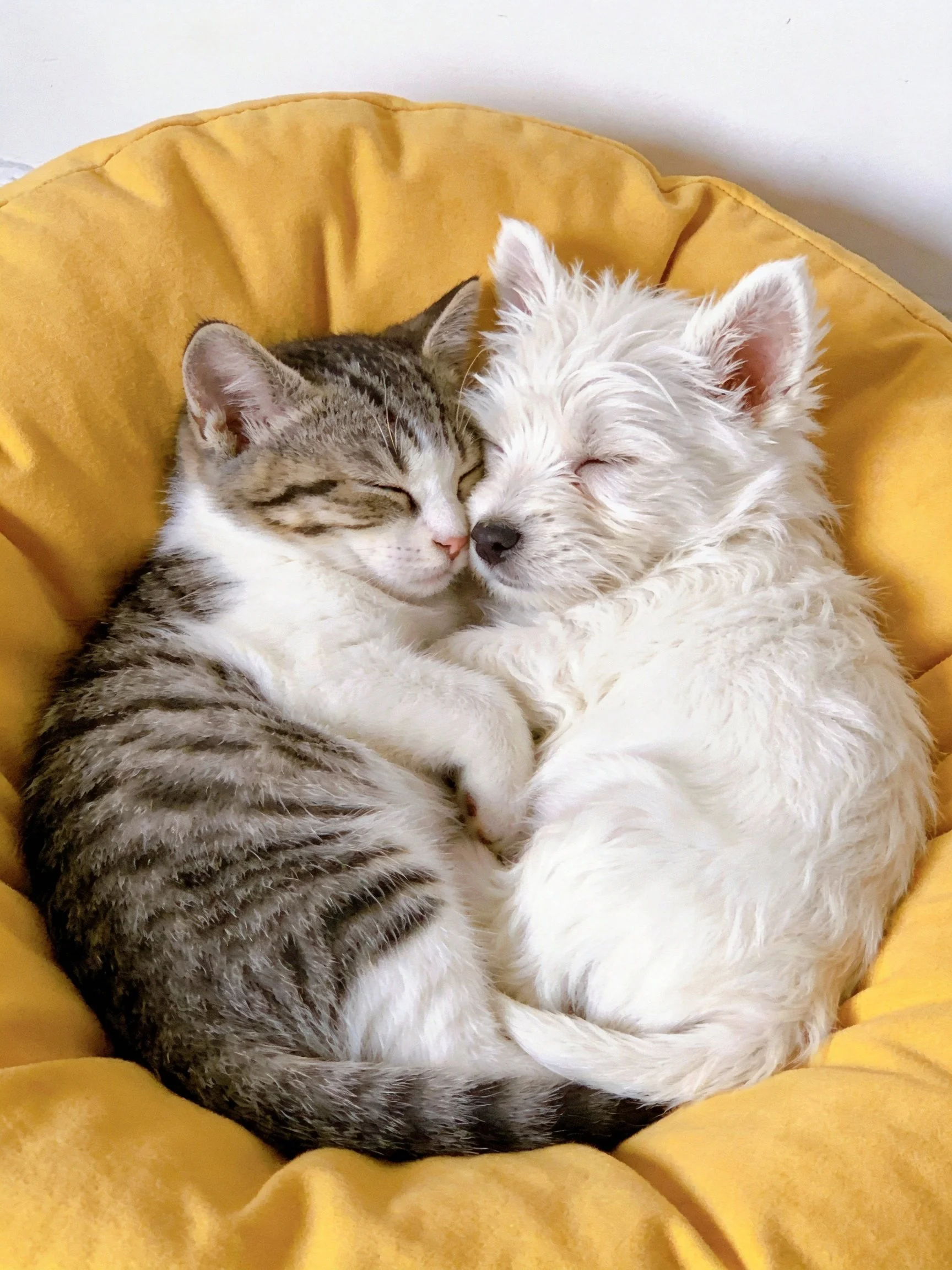 A tabby kitten and white puppy rest closely together in a yellow bed.