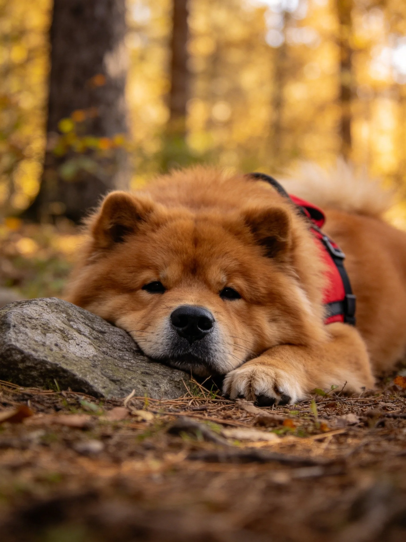 A tan Chow rests by a rock in a golden forest with a red harness