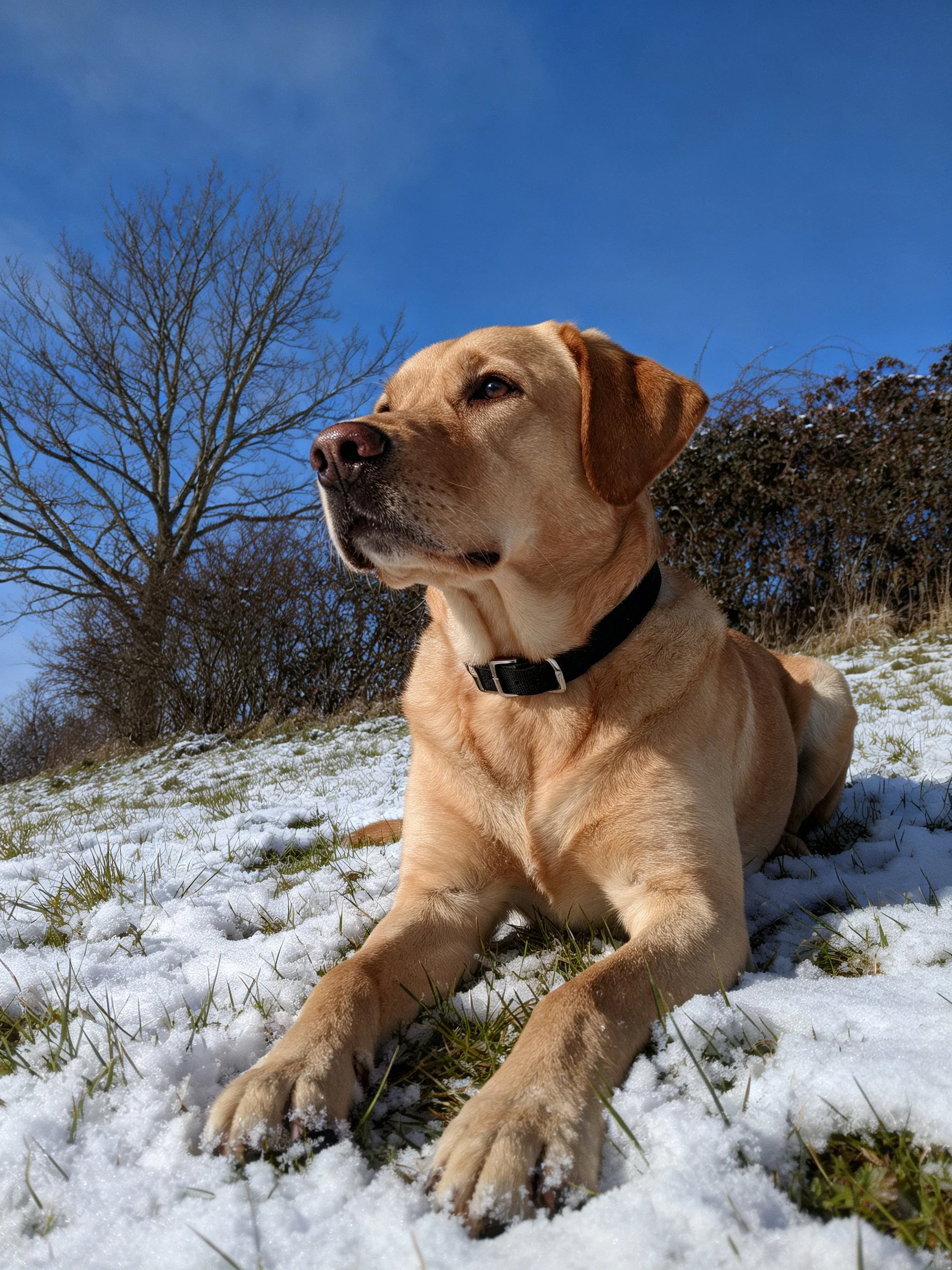 A tan Labrador rests on snow-dusted grass with bare trees behind