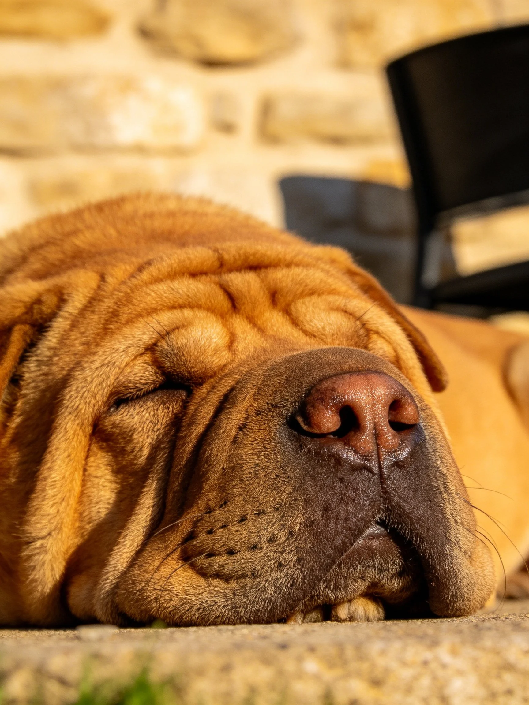 A tan Shar Pei rests peacefully near a stone wall