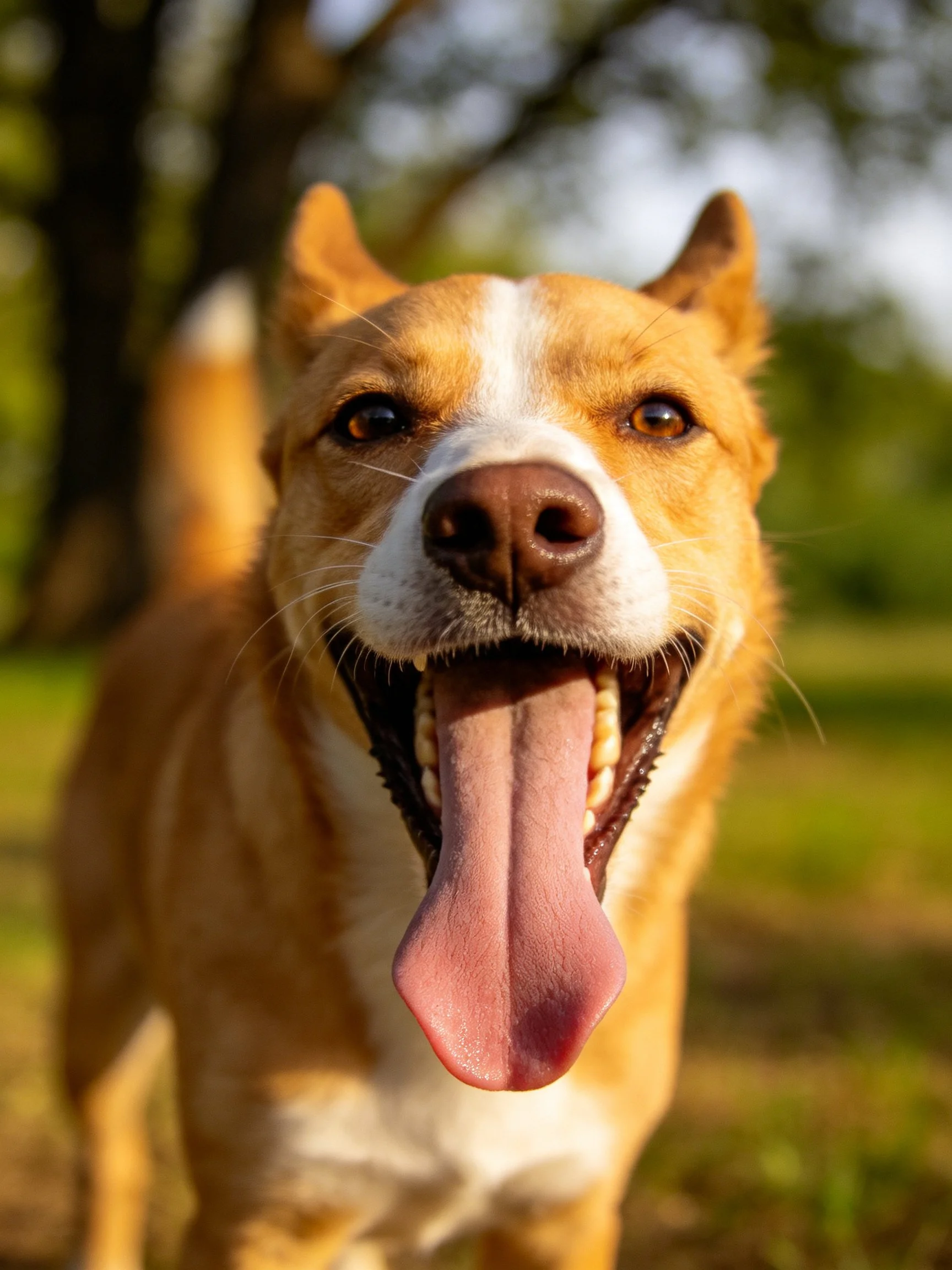 A tan and white dog panting happily in a sunlit outdoor area