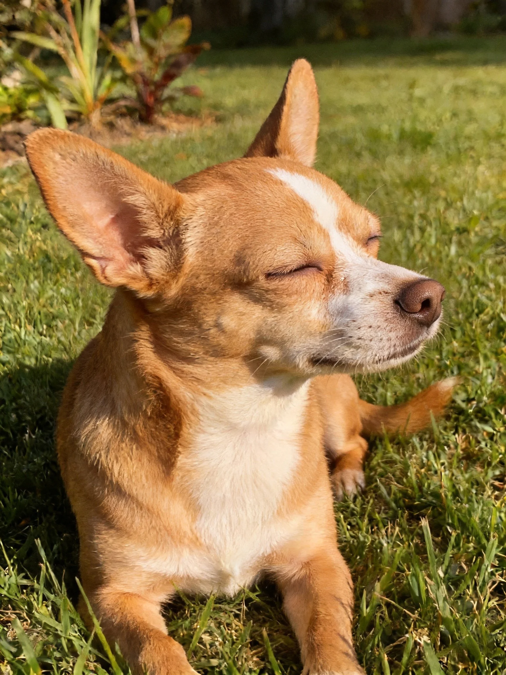 A tan and white dog relaxes on green grass under bright sunlight.