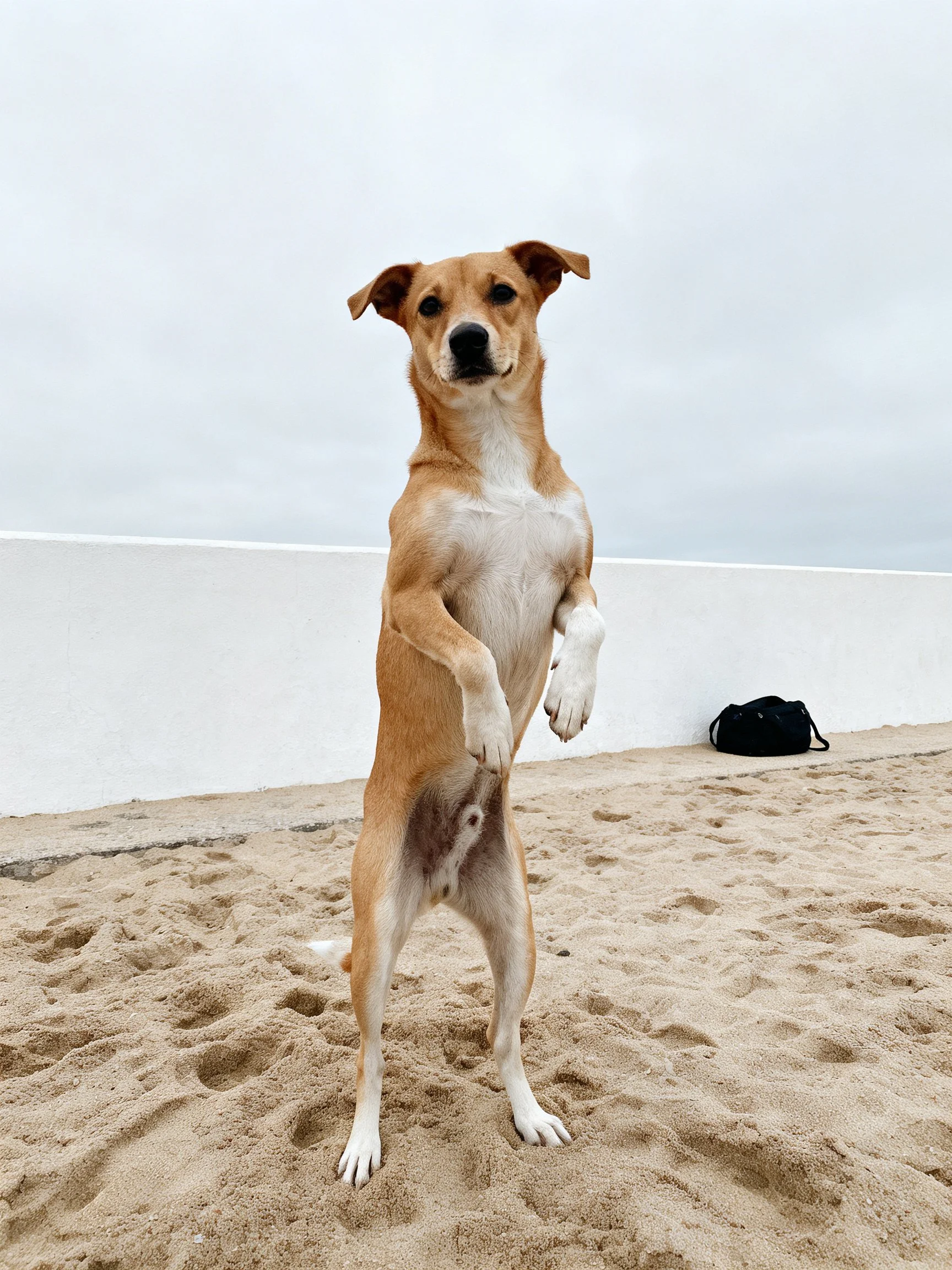 A tan and white dog stands upright on sand near a white wall under an overcast sky.