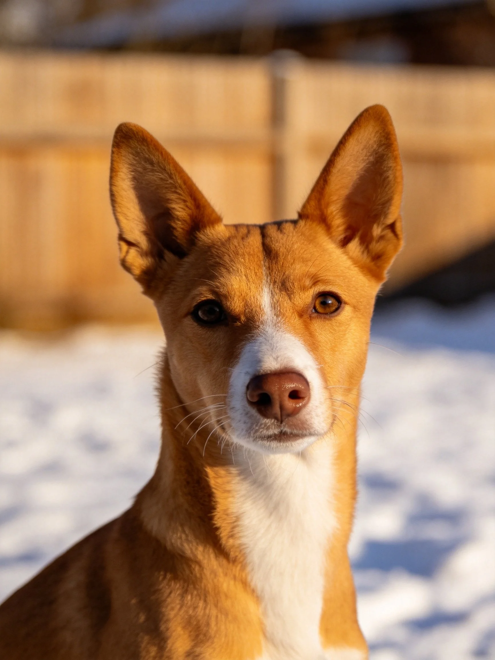A tan and white dog stands alert near snowy ground with a wooden fence.