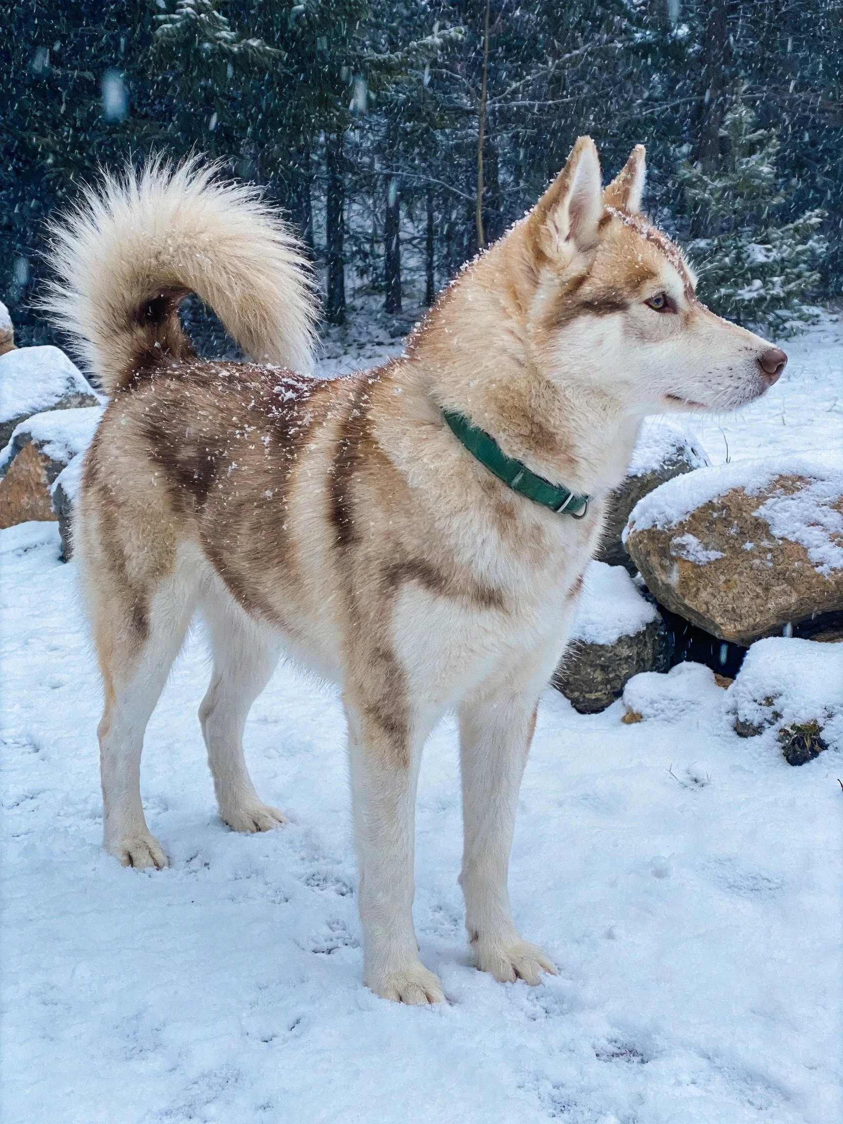 A tan and white husky stands in a snowy landscape with snow-covered rocks