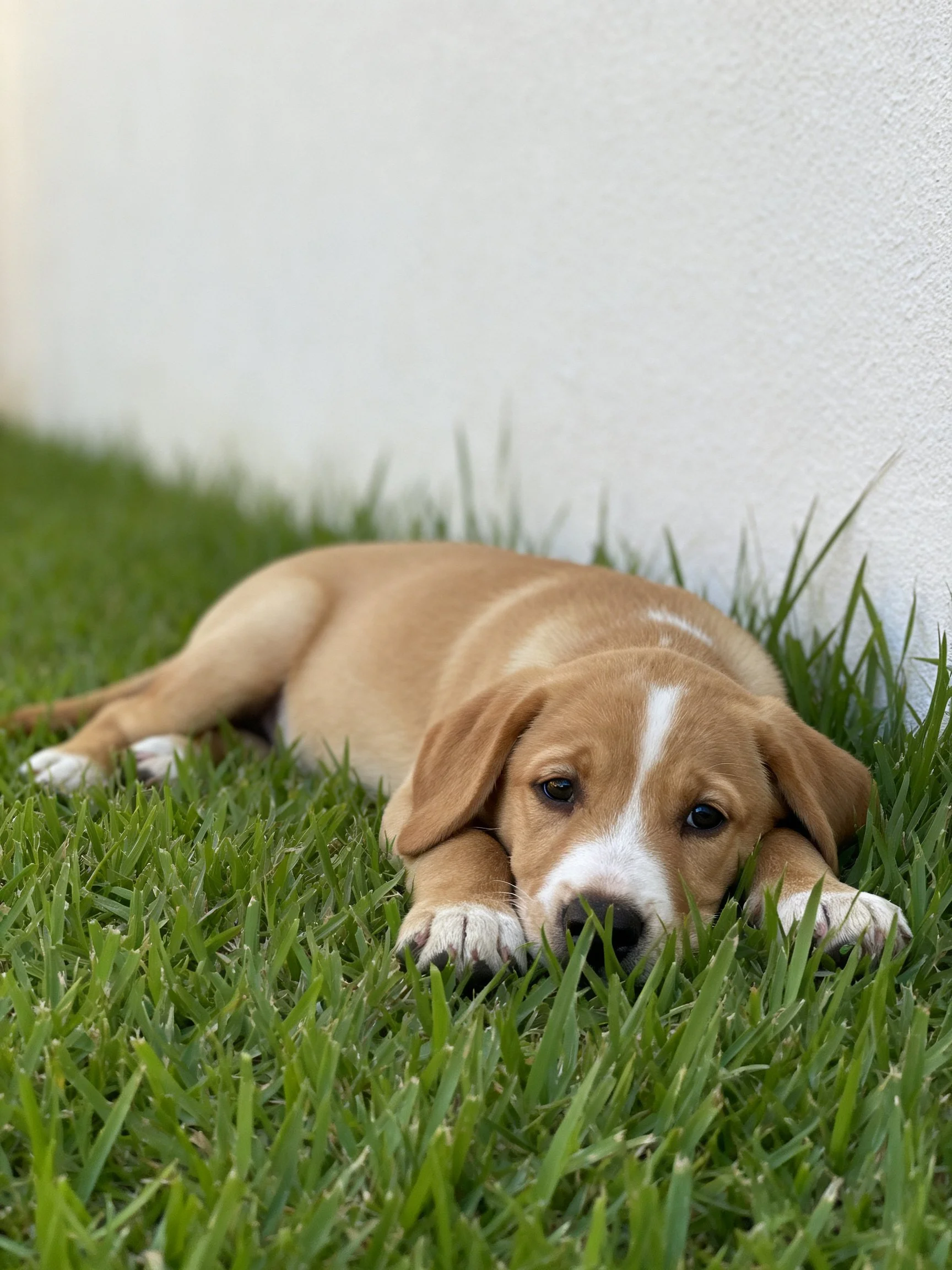 A tan and white puppy relaxes on green grass beside a white wall.