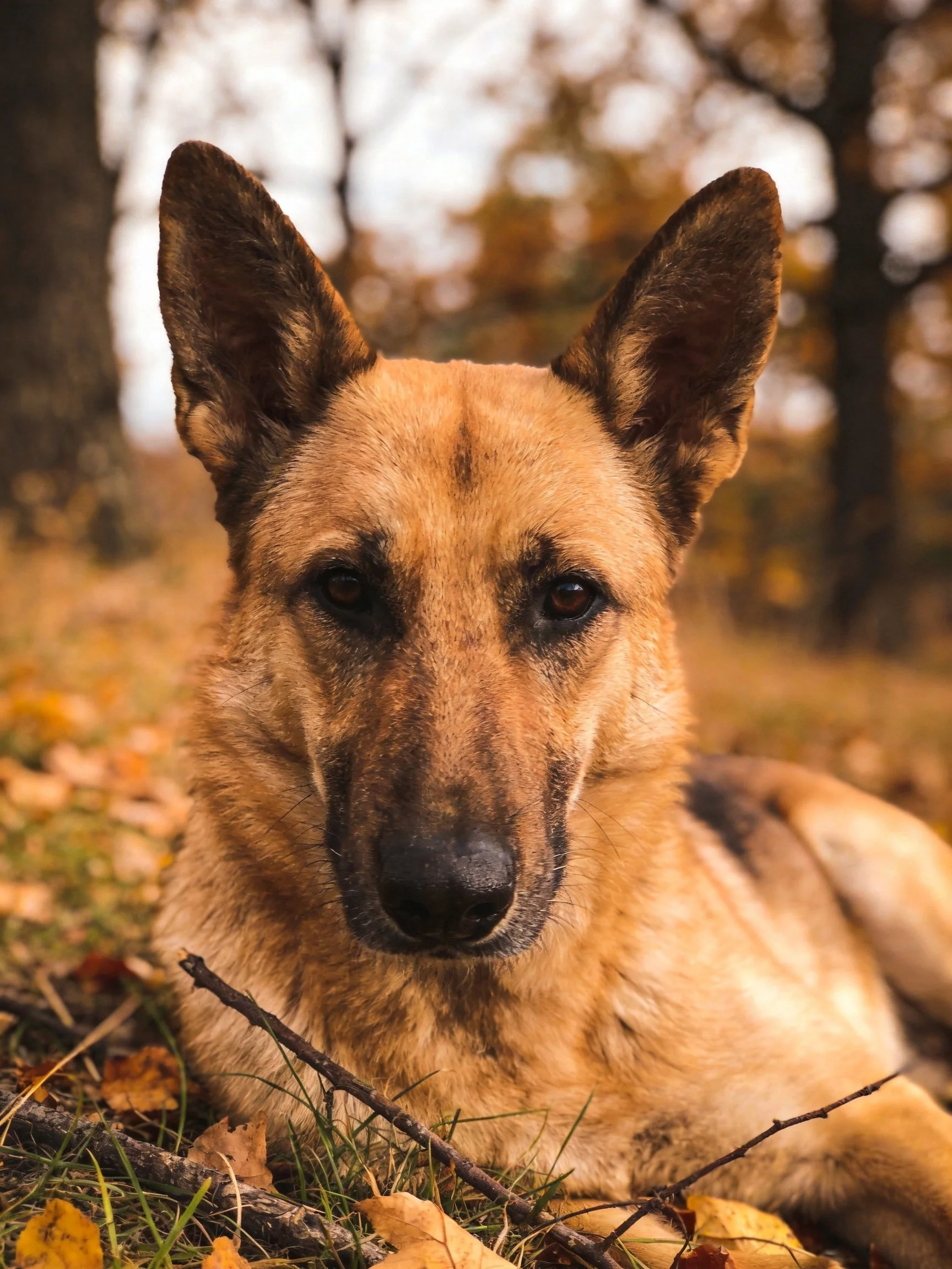A tan-coated German Shepherd rests among autumn foliage and trees