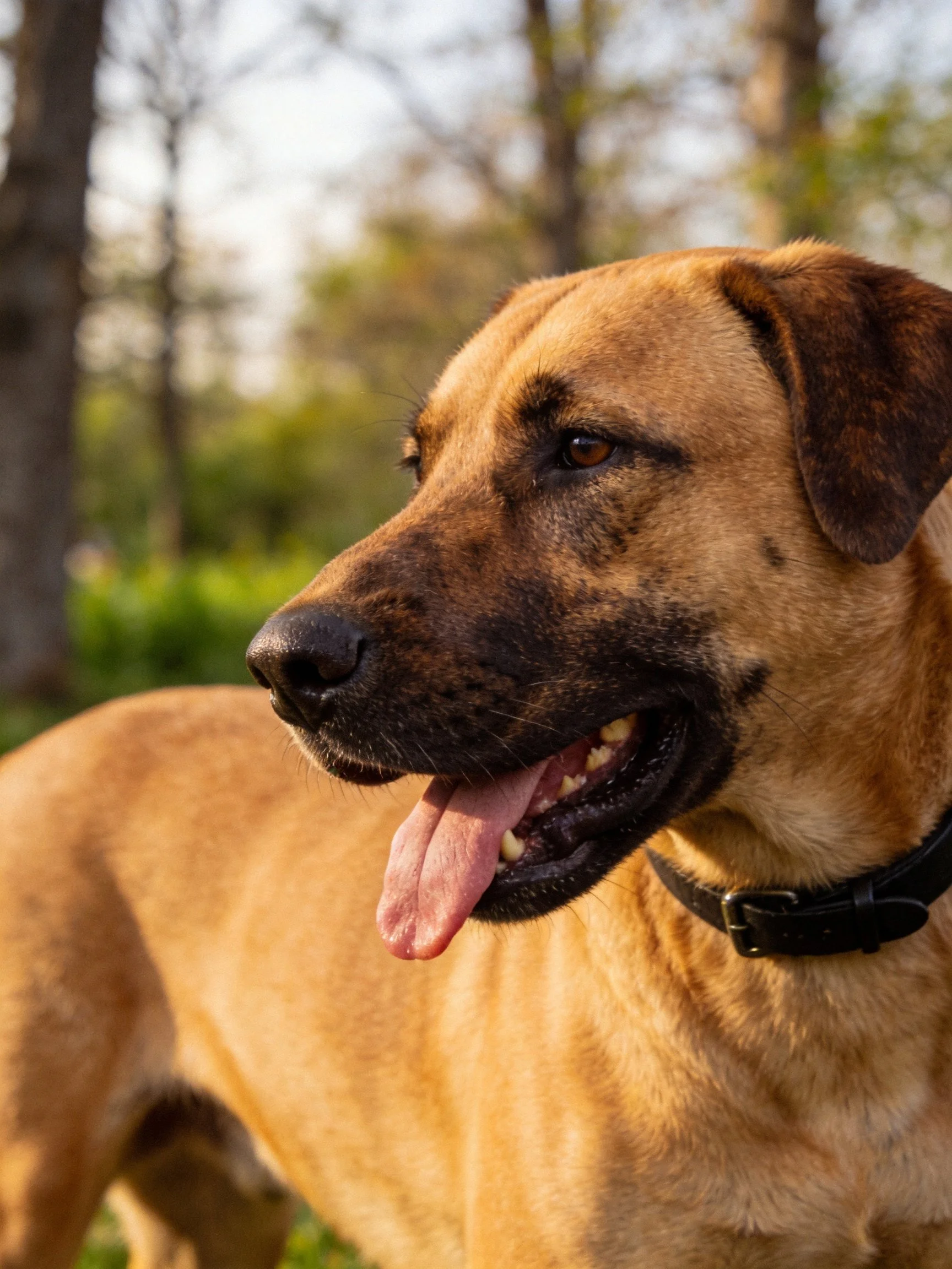 A tan - coated dog with a black collar in a wooded area
