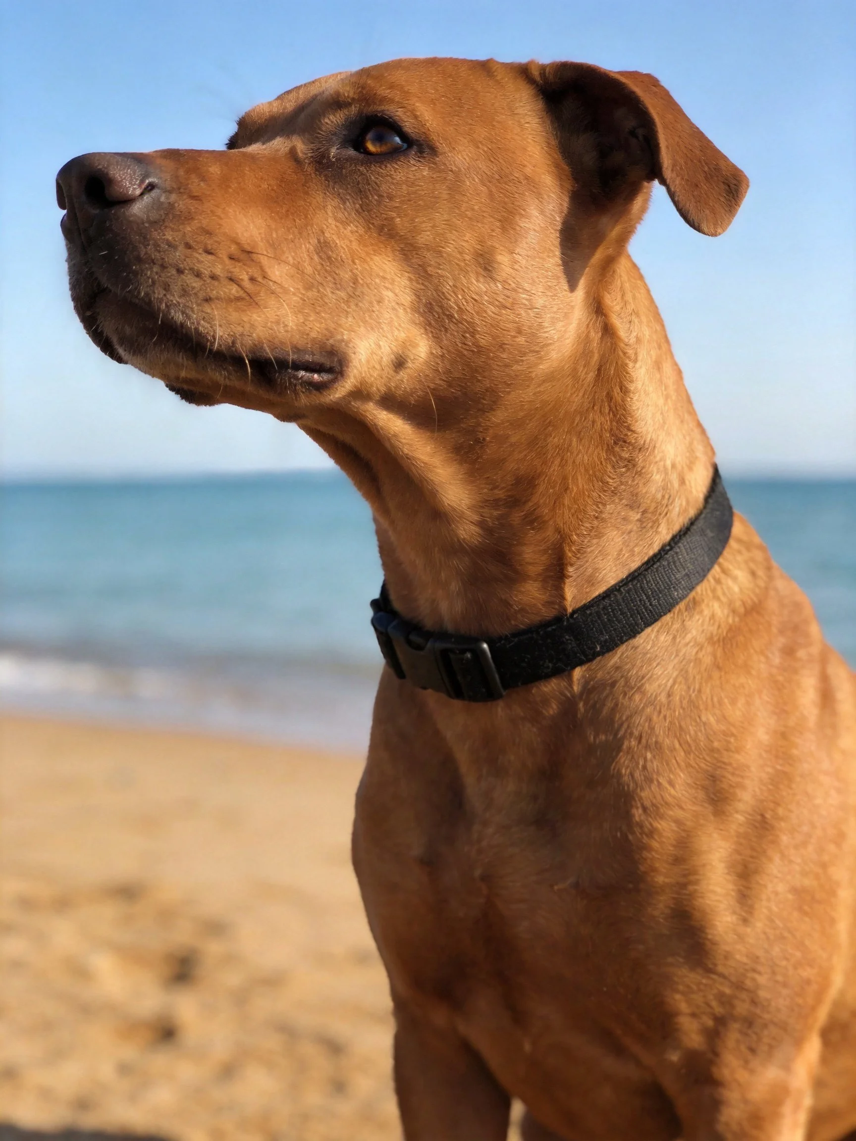 A tan-coated dog with a black collar on a sandy beach