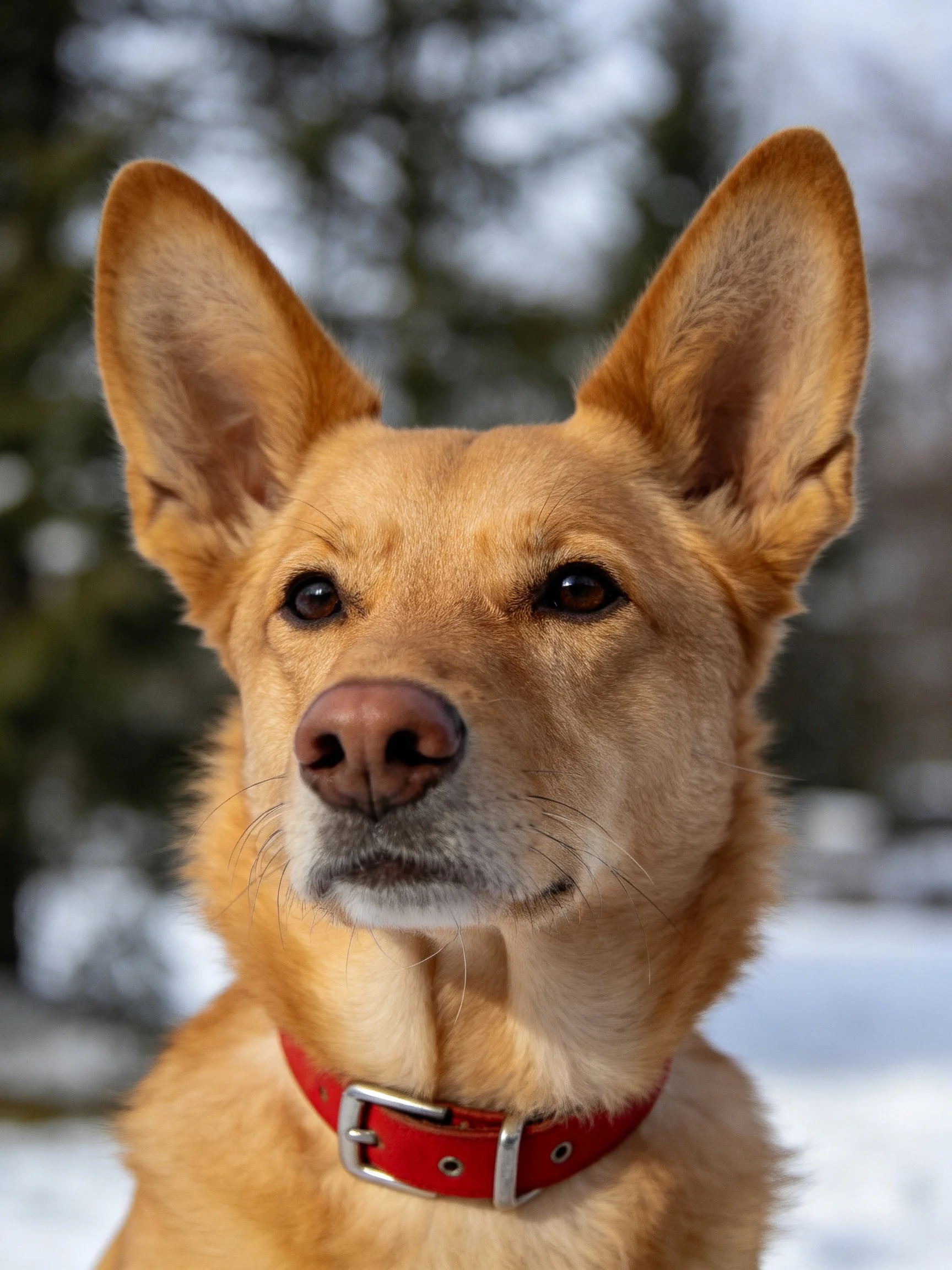 A tan - coated dog with a bright red collar in a snowy outdoor setting