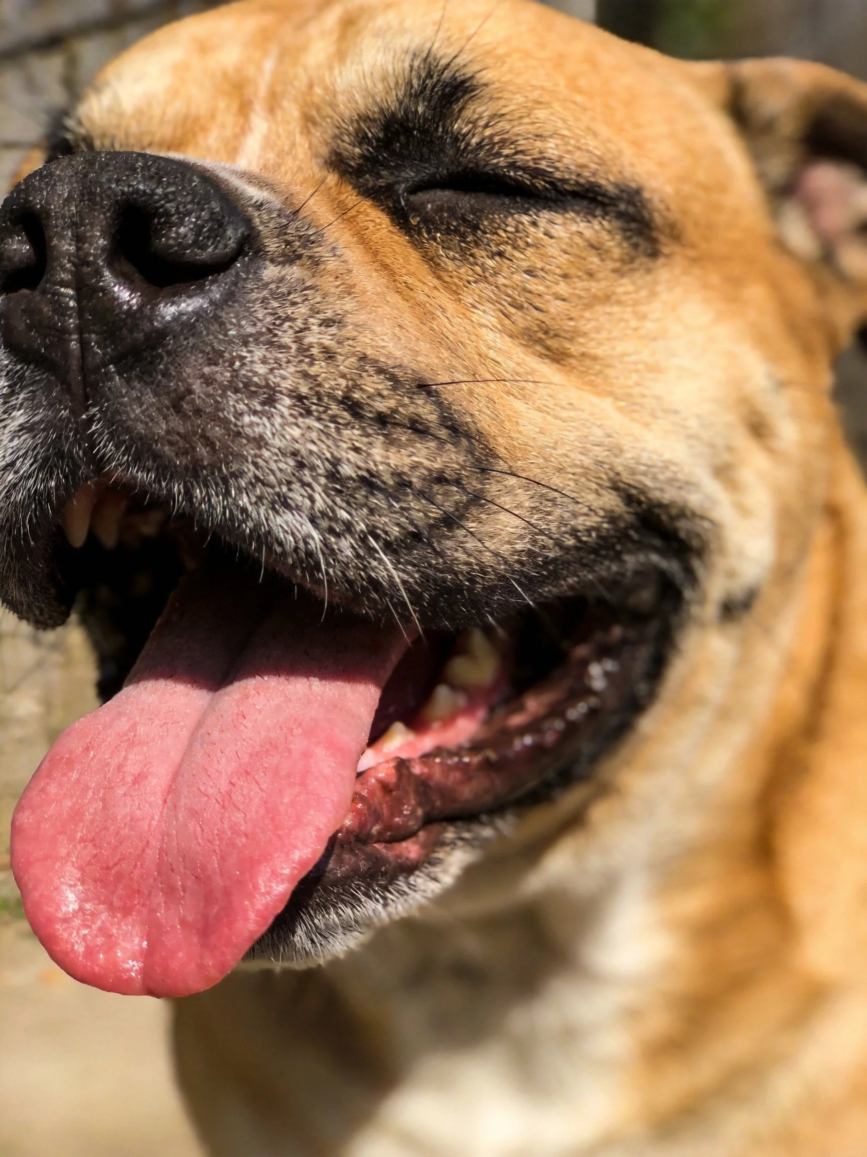 A tan - coated dog relaxes with eyes closed and tongue out in bright sunlight.