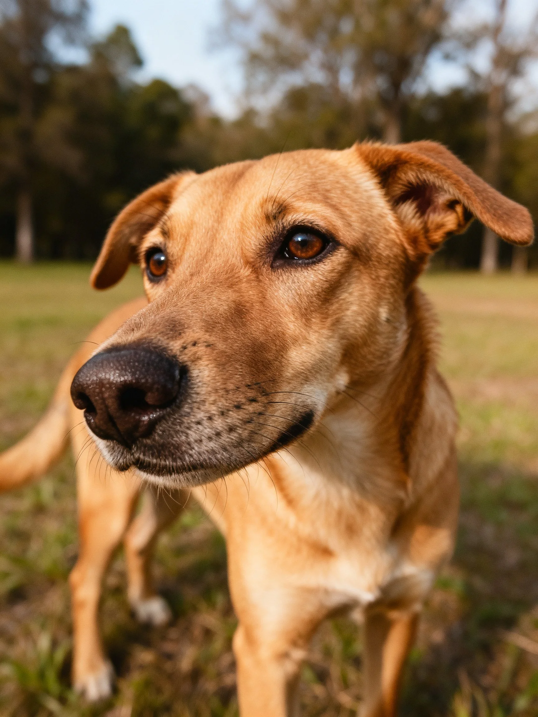 A tan-coated dog with amber eyes in a grassy park