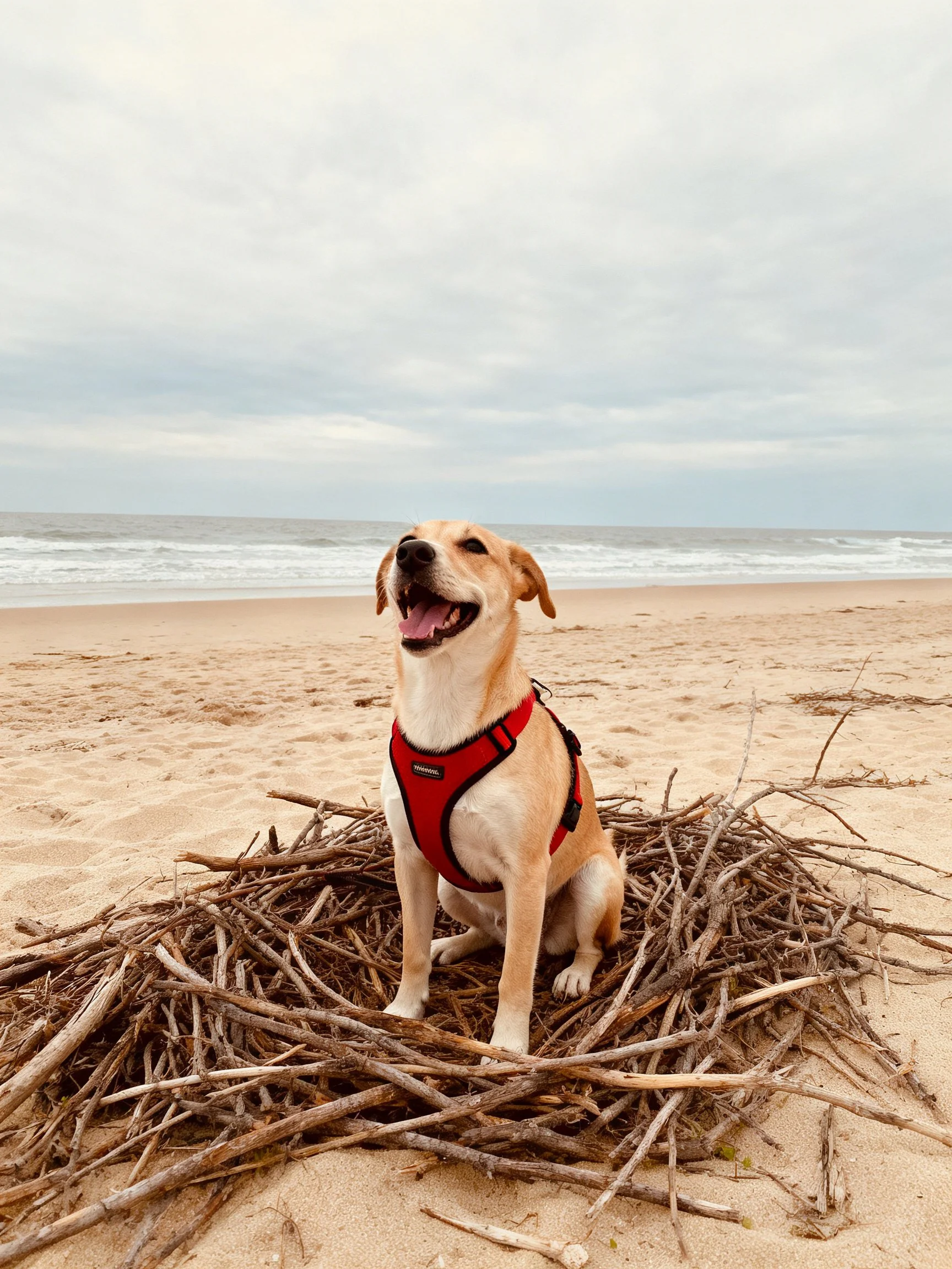A tan dog in a red harness sits on driftwood on a sandy beach