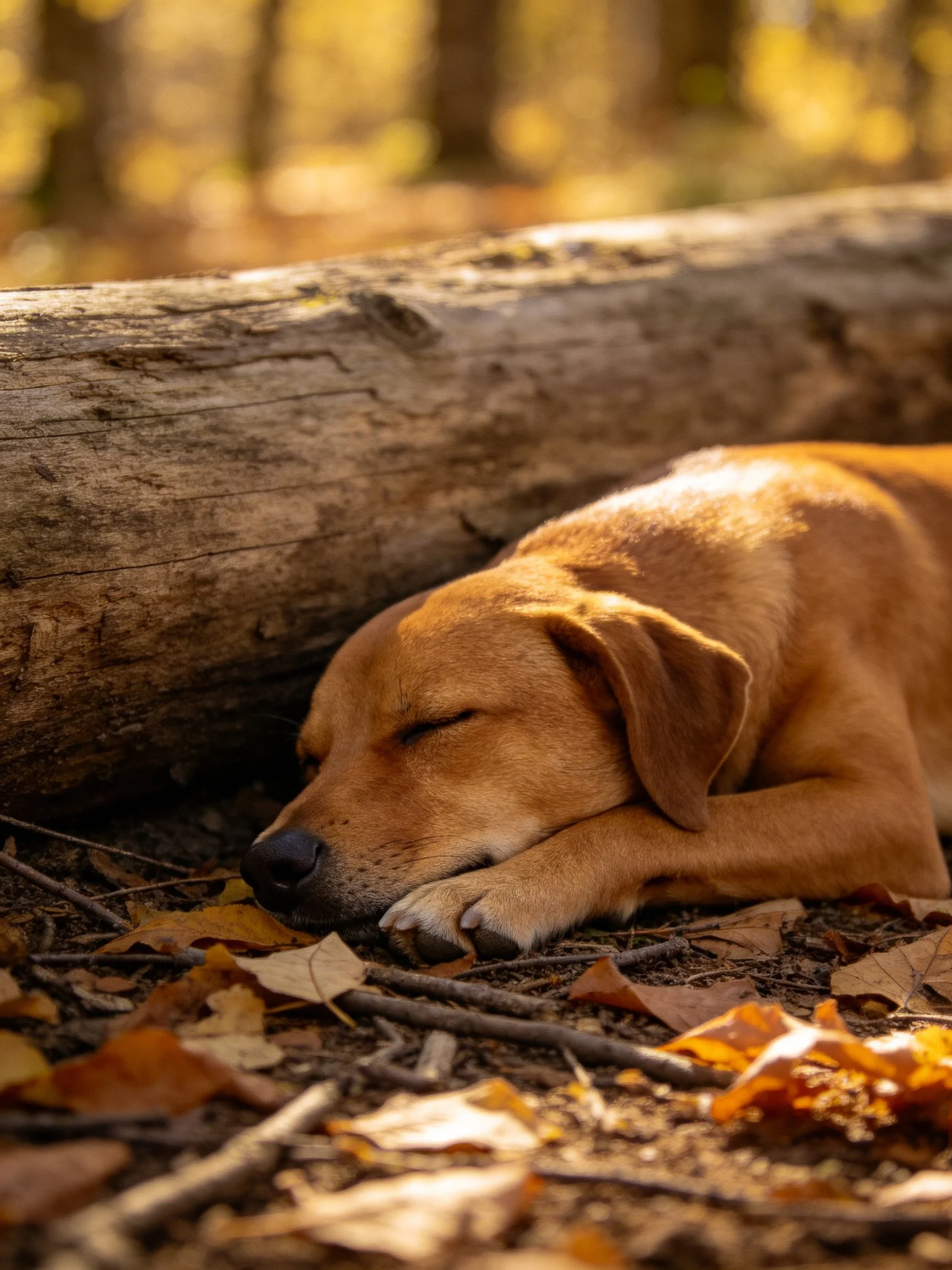 A tan dog sleeps peacefully next to a fallen log in an autumn woodland area.
