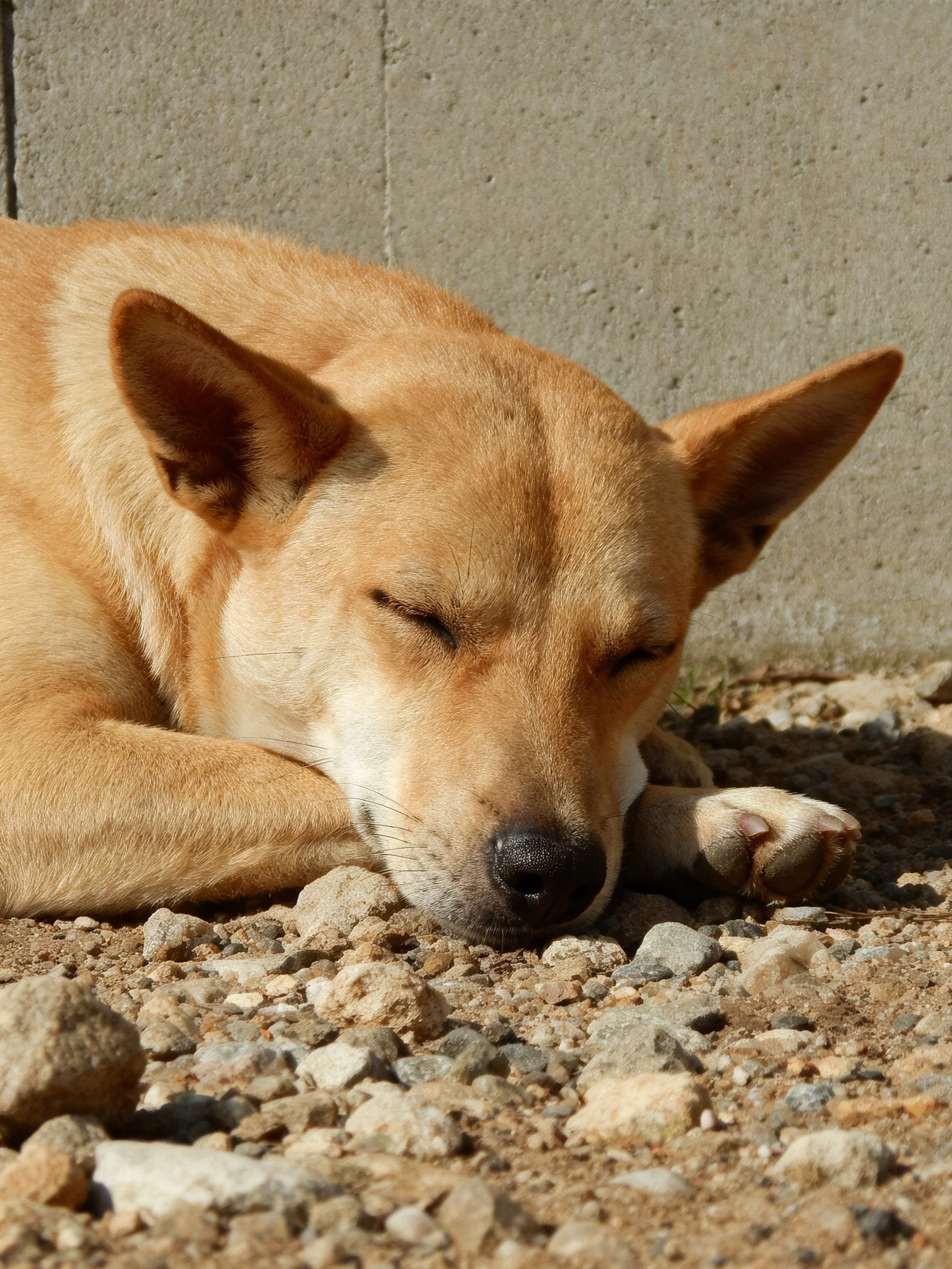 A tan dog resting on gravel near a concrete wall