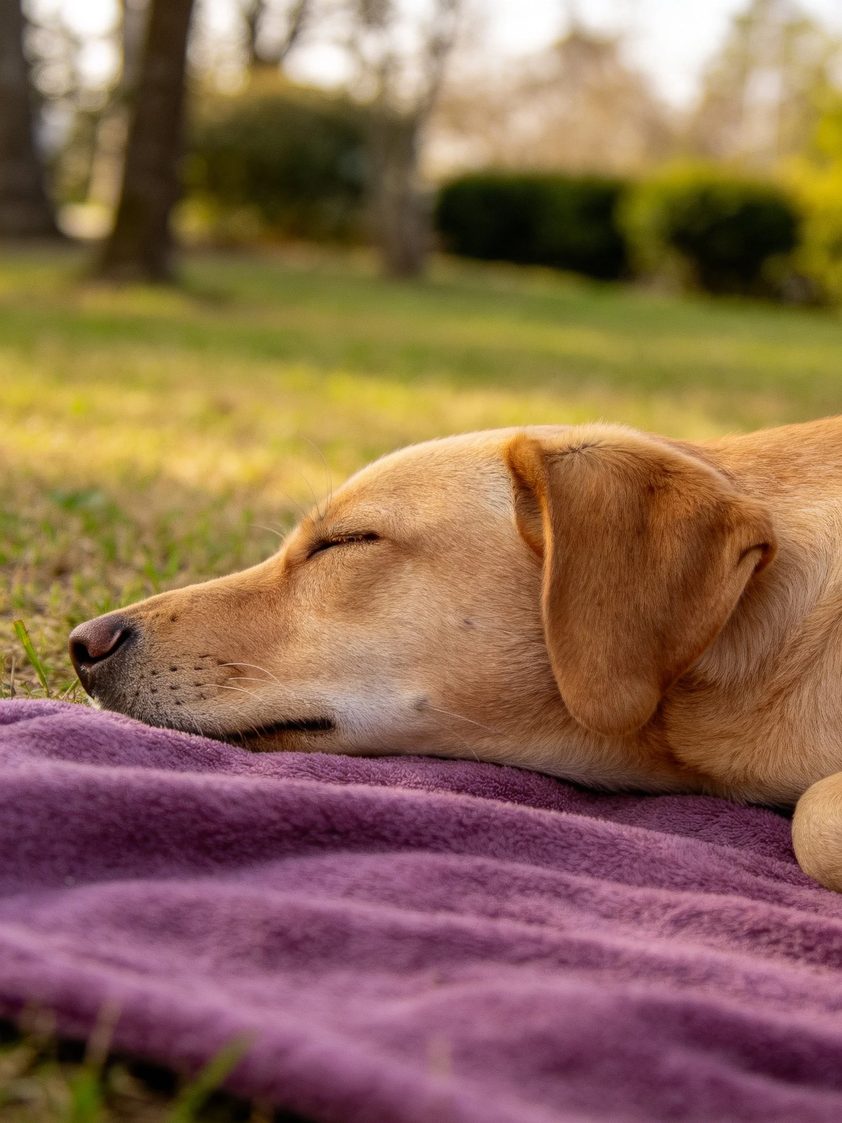 A tan dog sleeps on a purple blanket in a sunlit grassy area