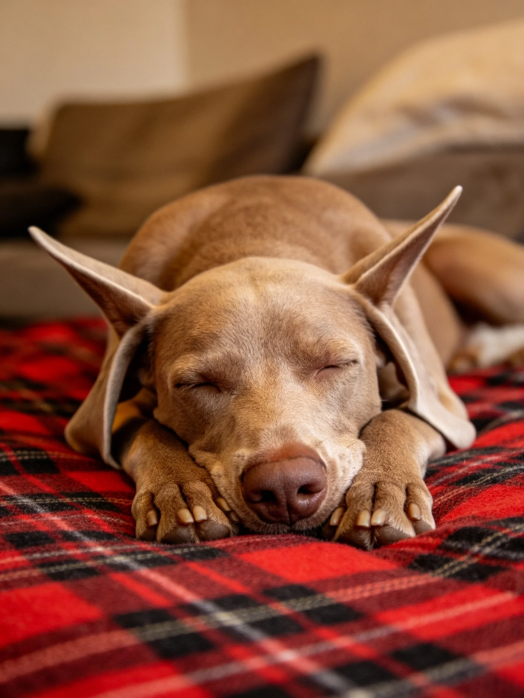 A tan dog sleeps on a red plaid blanket