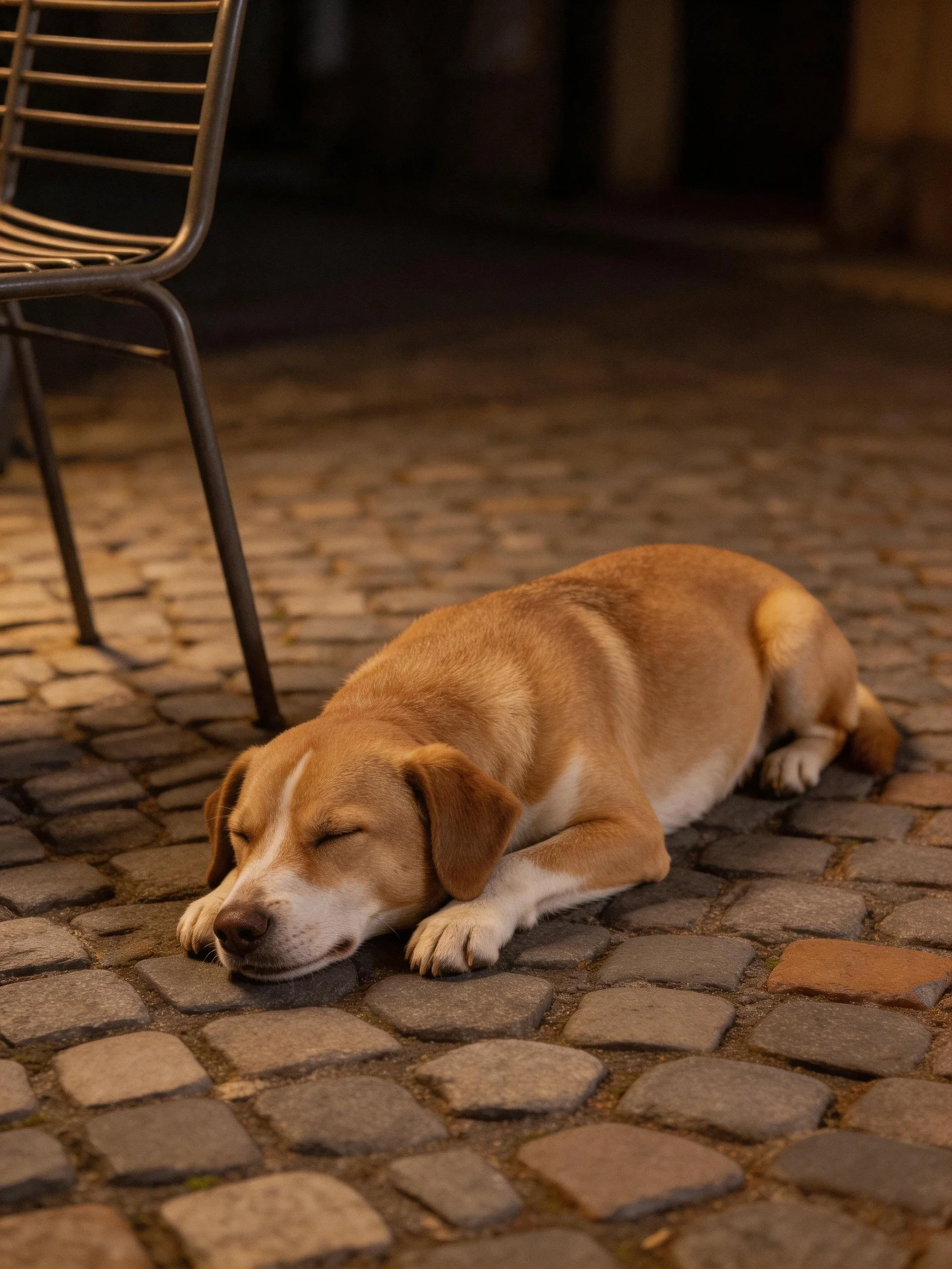 A tan dog sleeps on cobblestone pavement near a metal chair