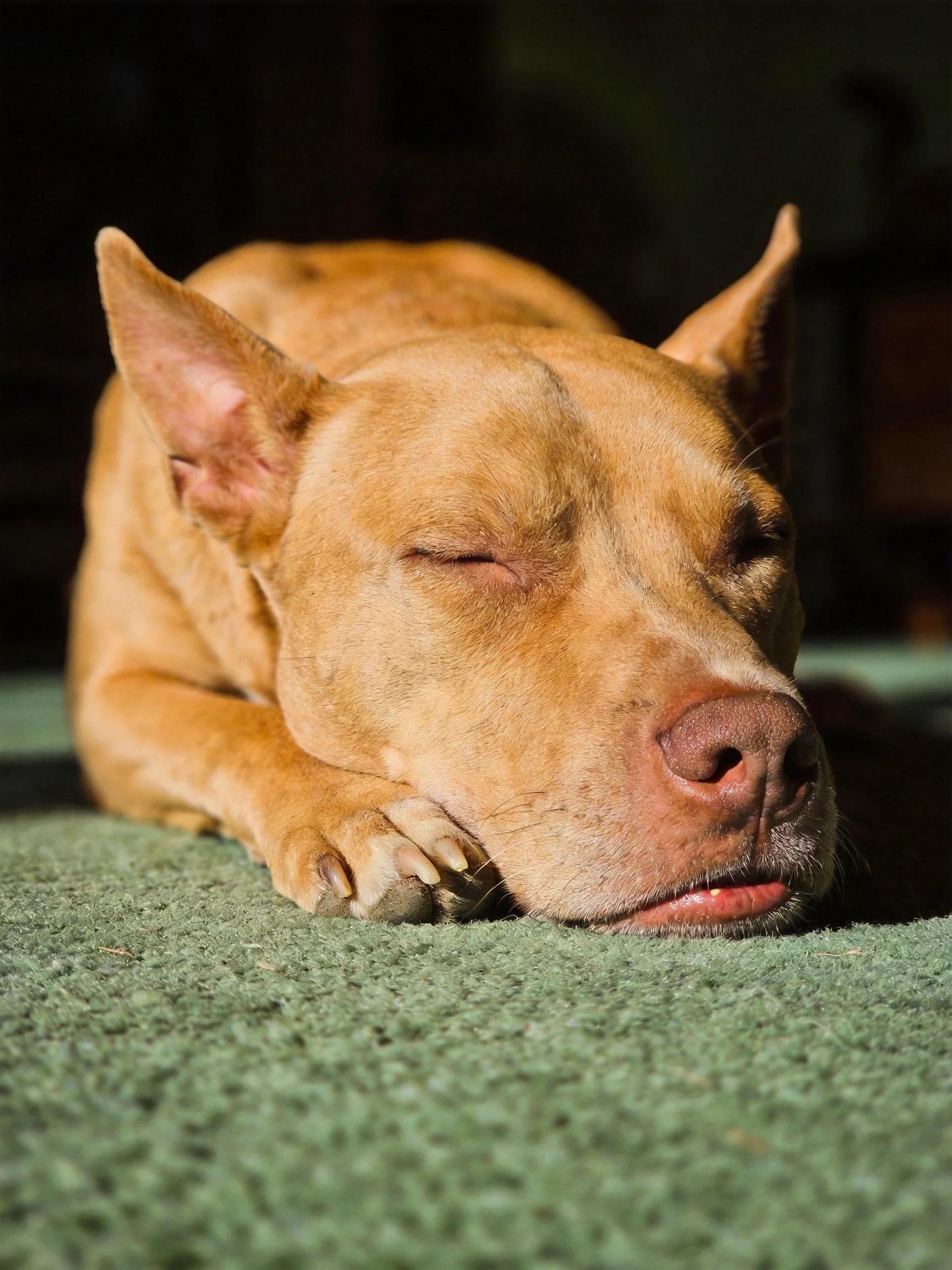 A tan dog sleeps soundly on a green carpet with closed eyes